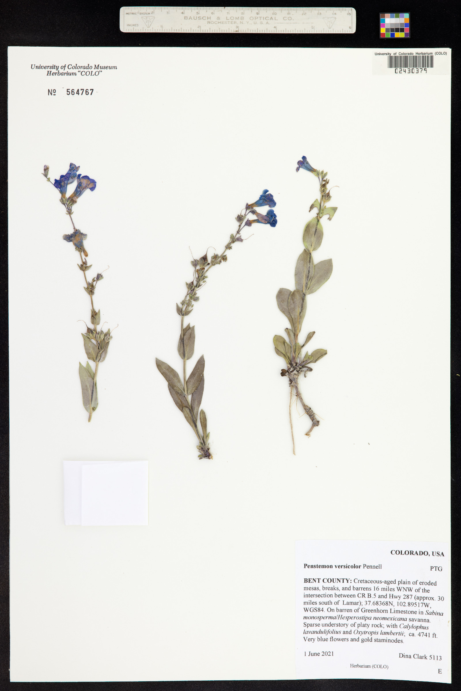 Penstemon versicolor image
