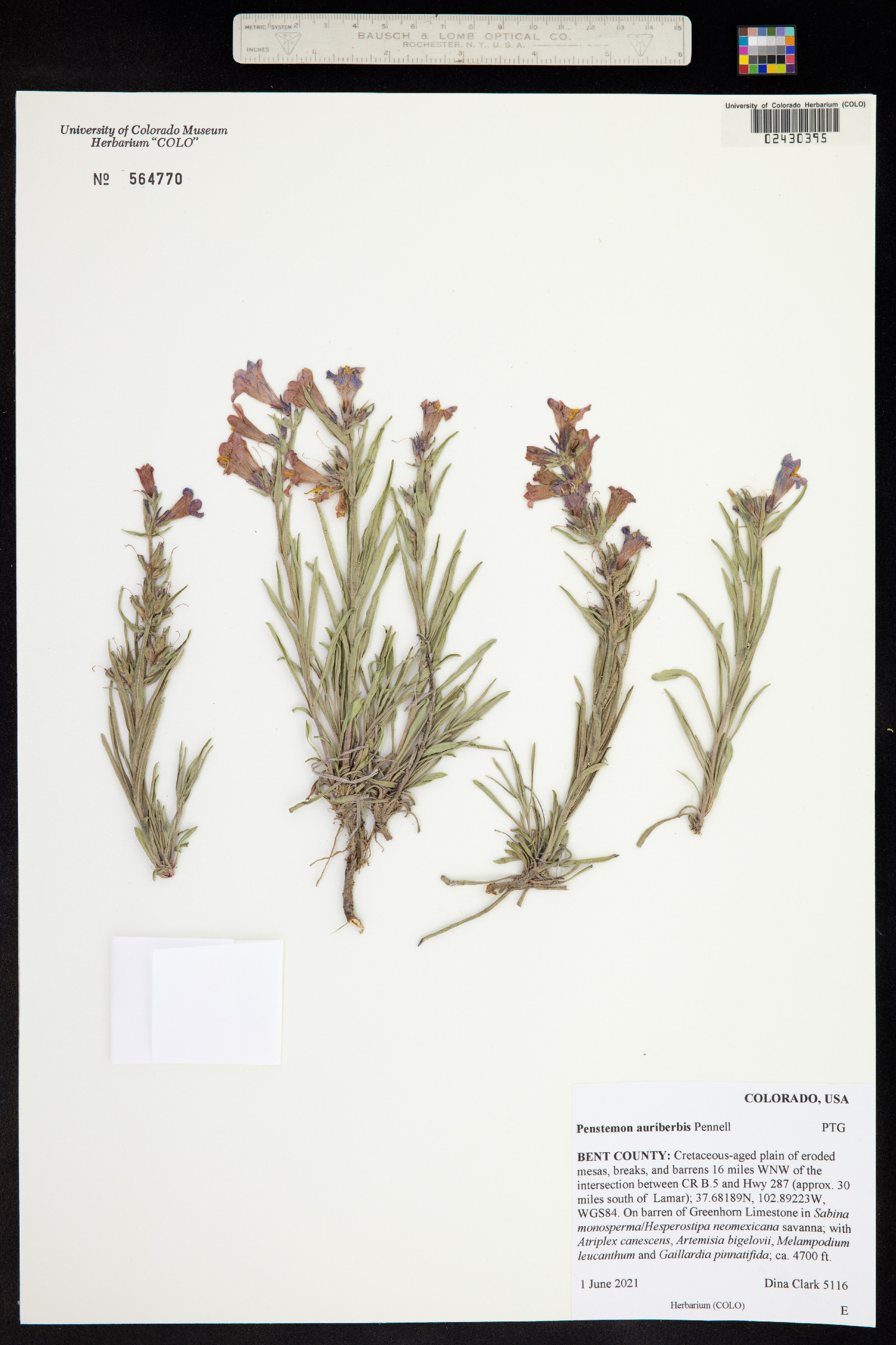 Penstemon auriberbis image