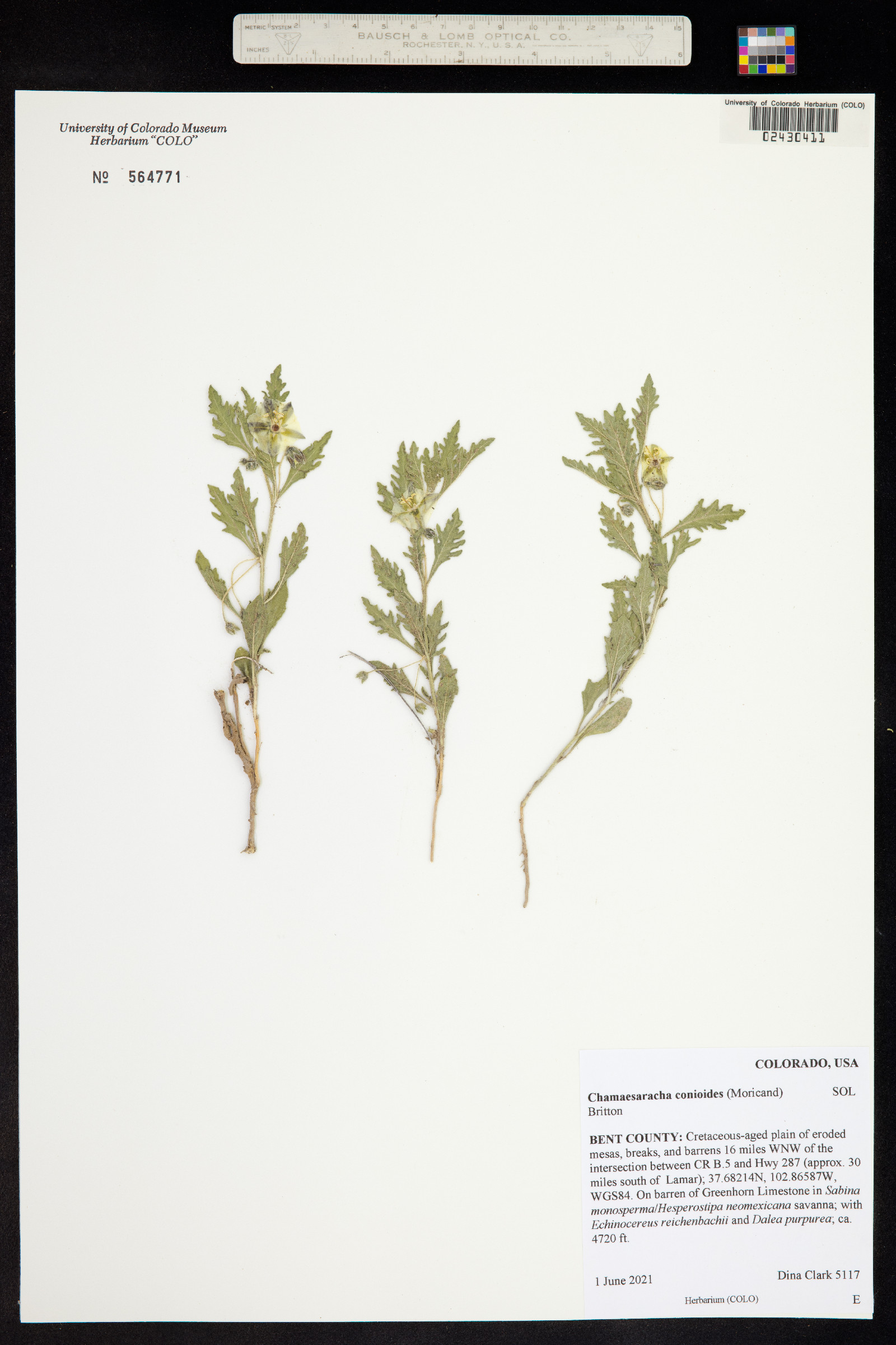 Chamaesaracha coniodes image