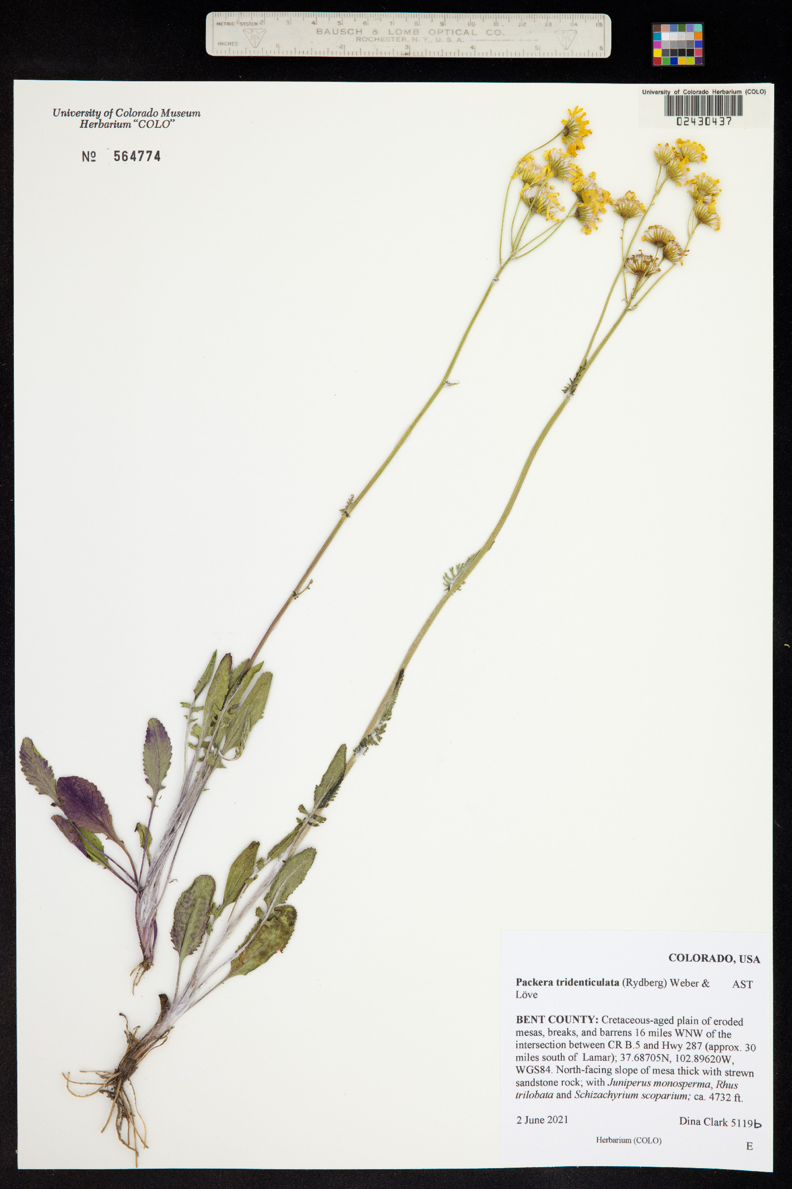Packera tridenticulata image