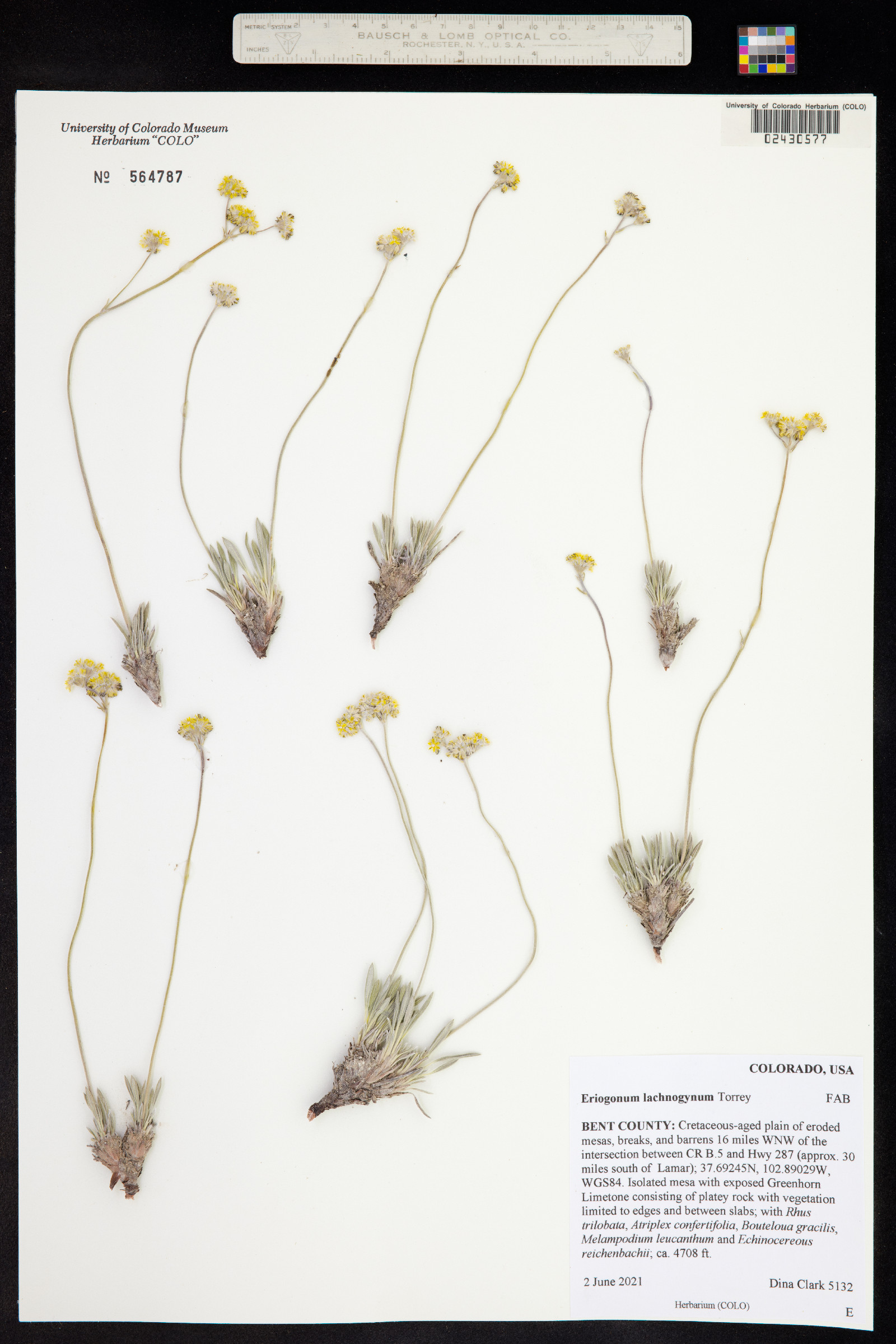 Eriogonum lachnogynum image
