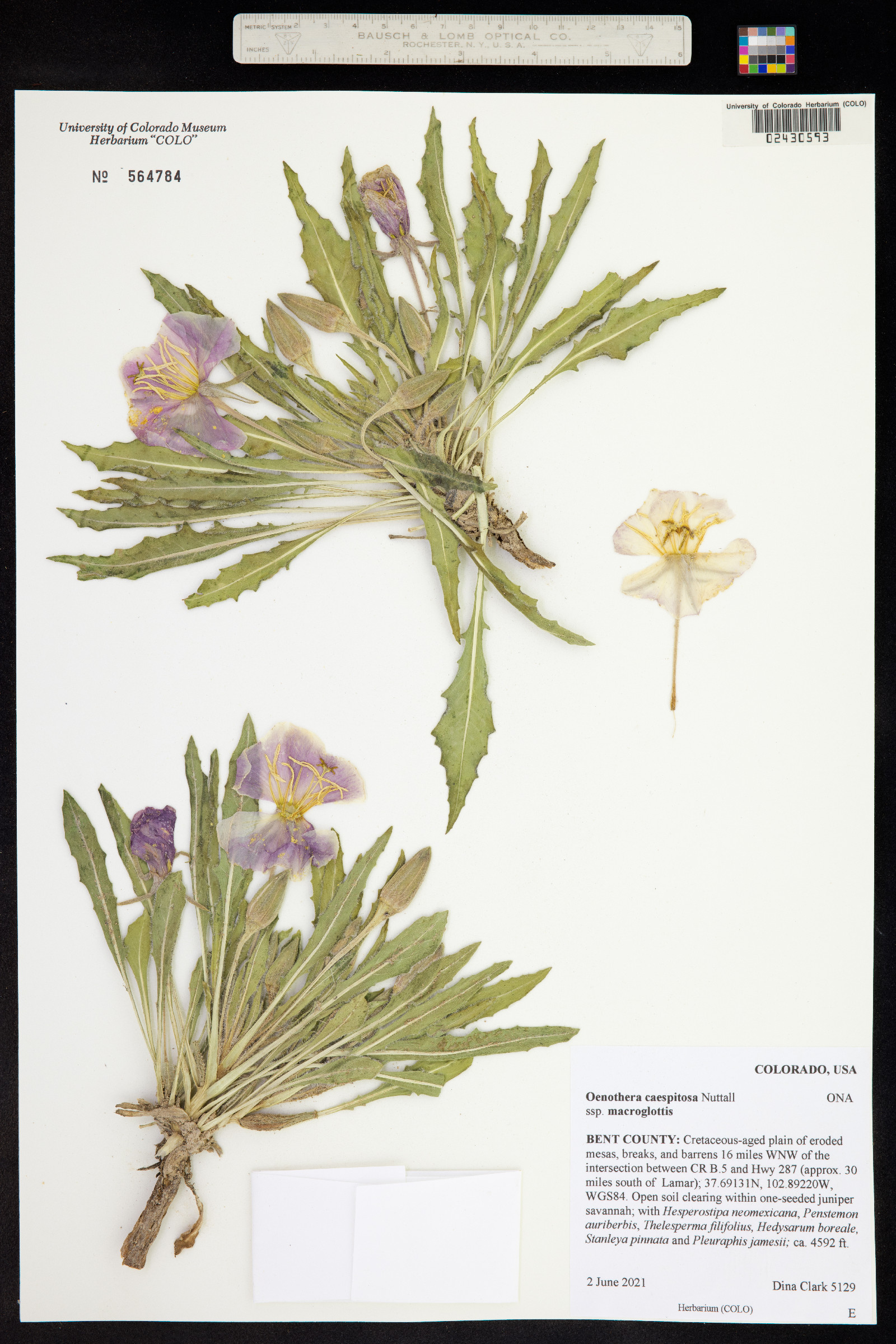 Oenothera cespitosa ssp. macroglottis image