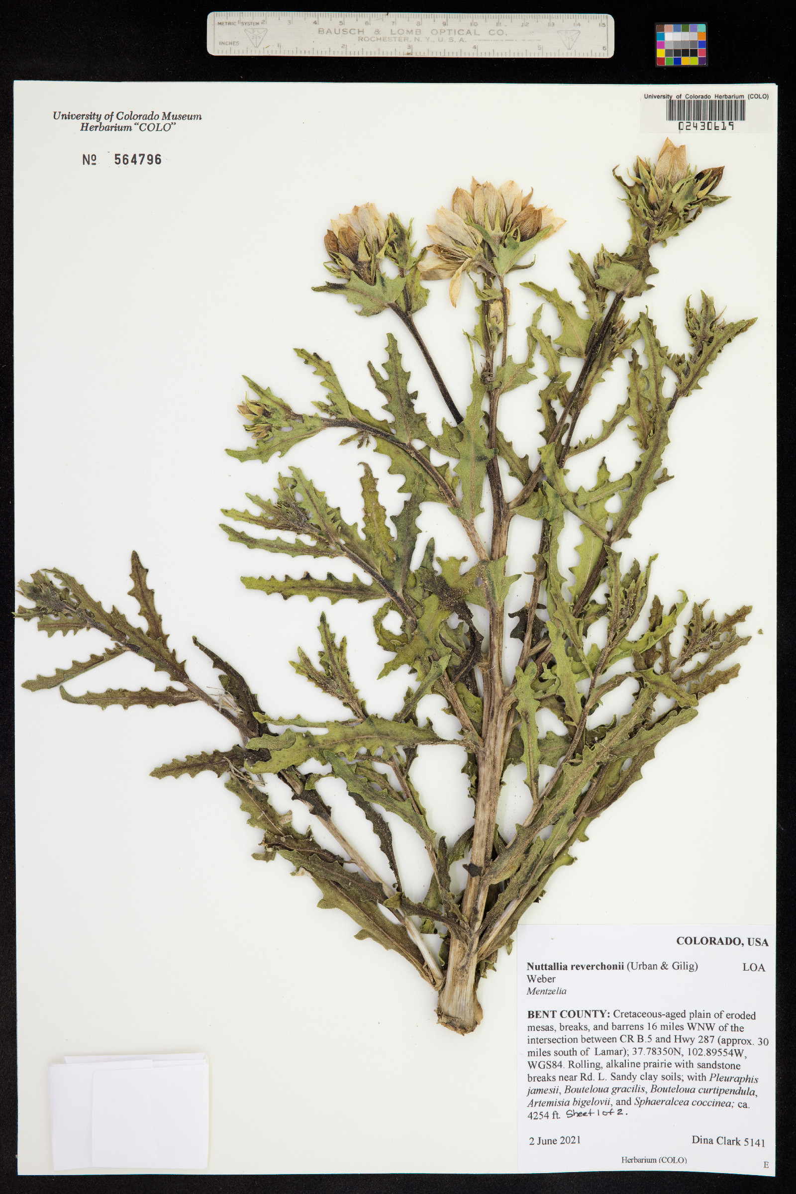 Mentzelia reverchonii image