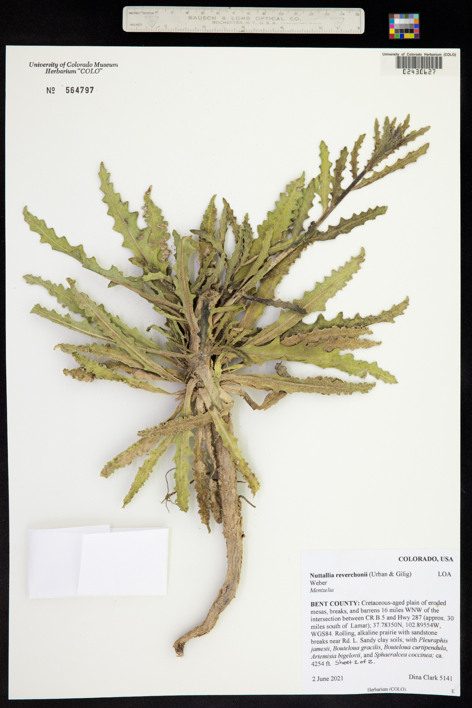 Mentzelia reverchonii image