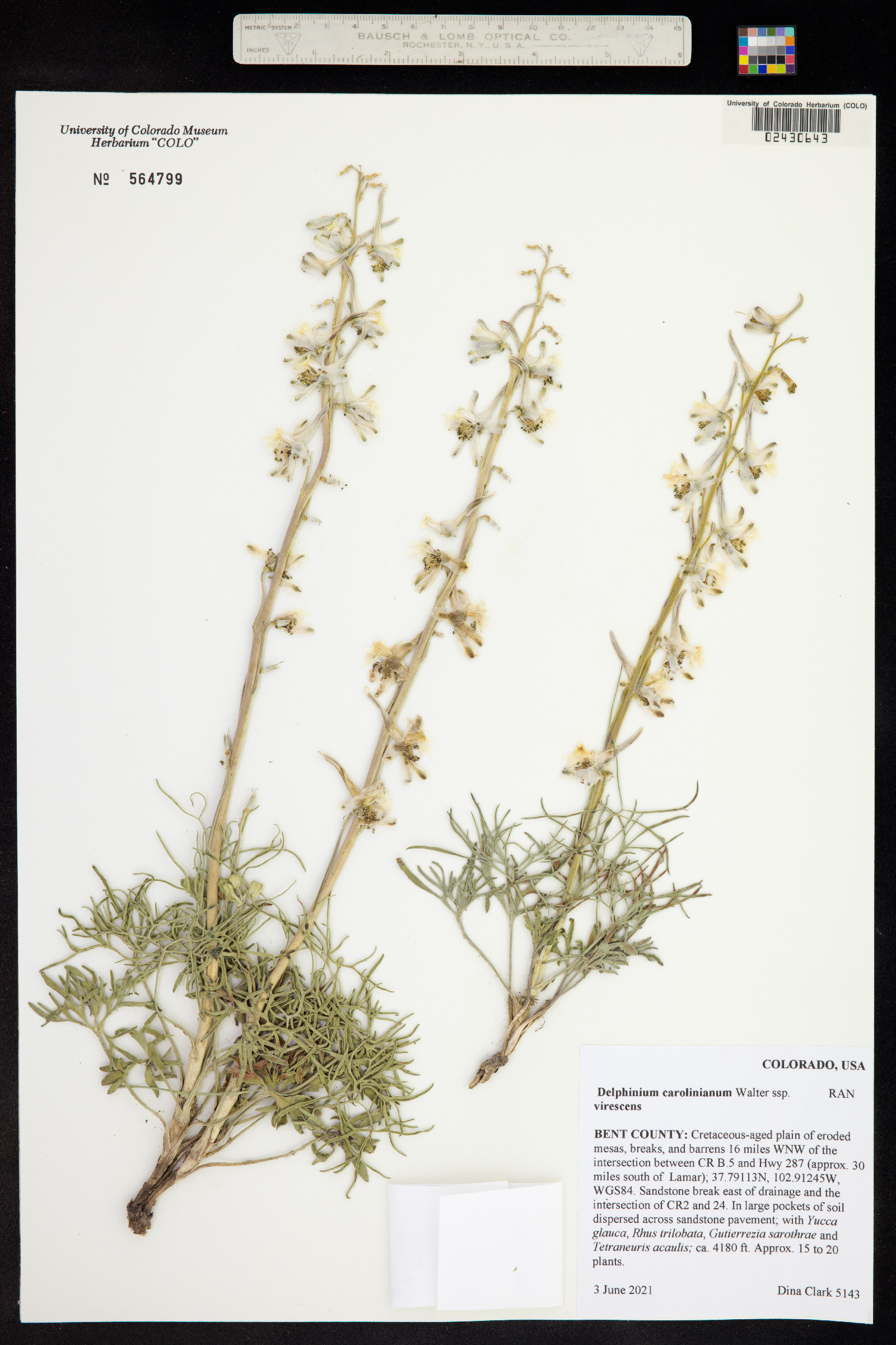 Delphinium carolinianum ssp. virescens image