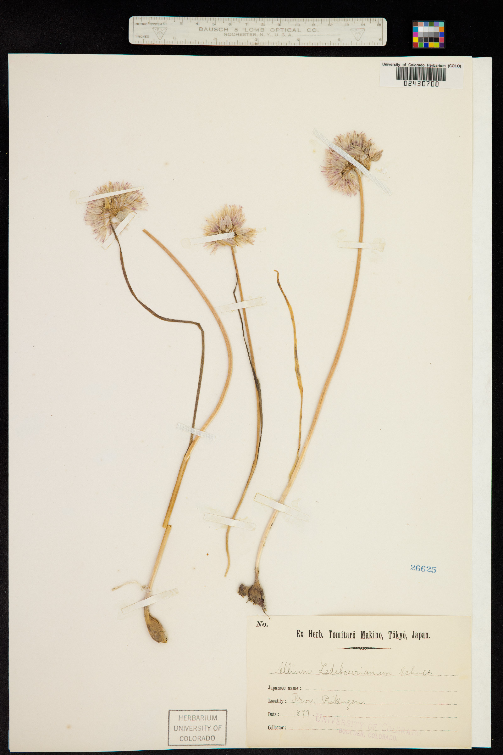 Allium ledebourianum image