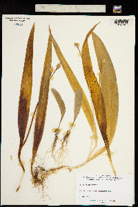 Allium moly image
