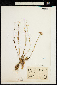 Allium moschatum image