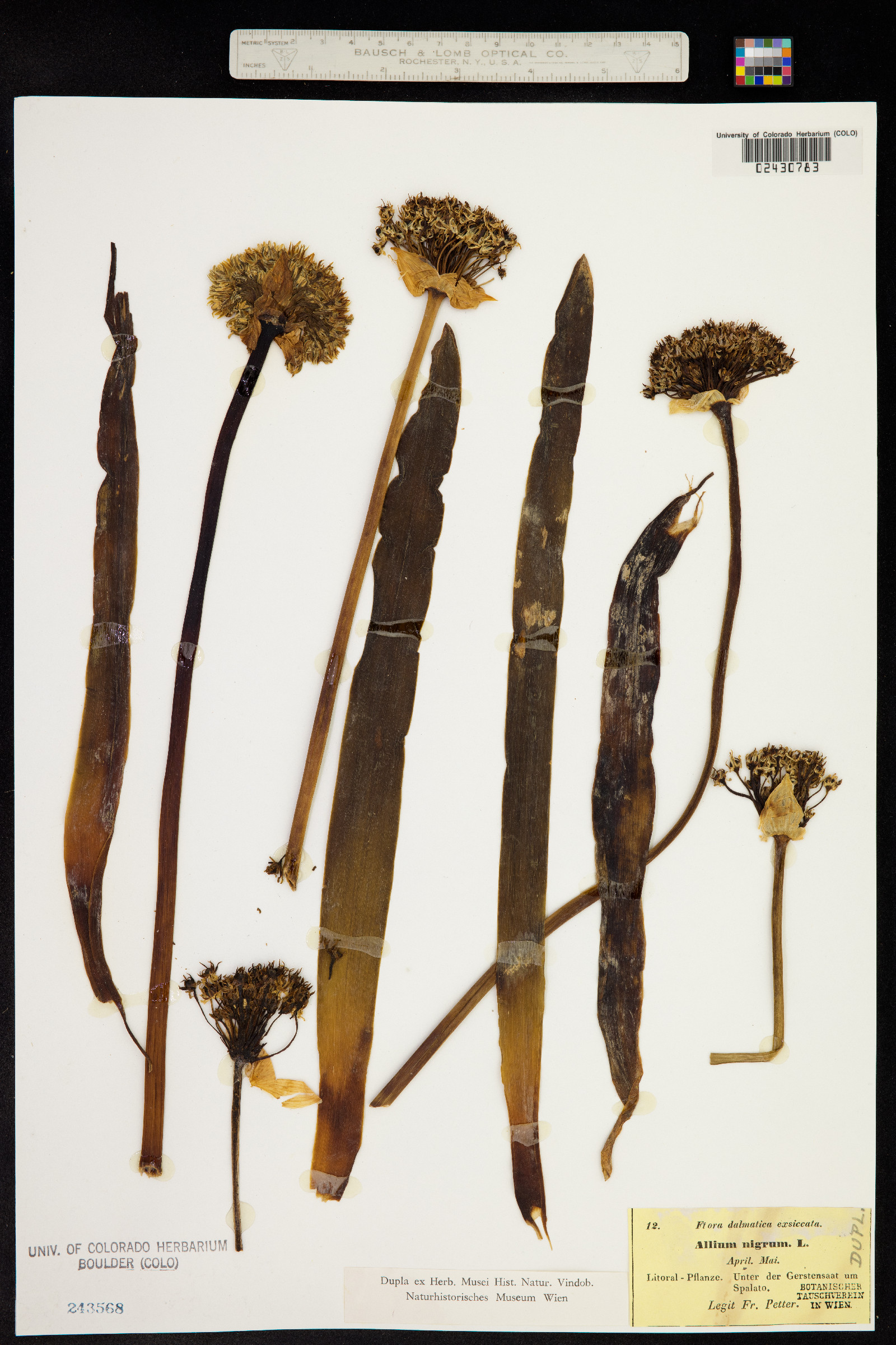 Allium nigrum image