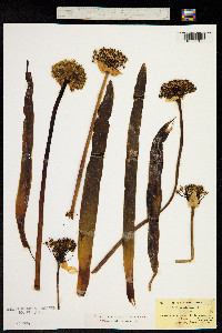 Image of Allium nigrum