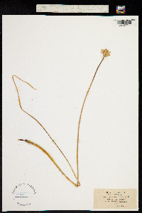 Allium ericetorum image