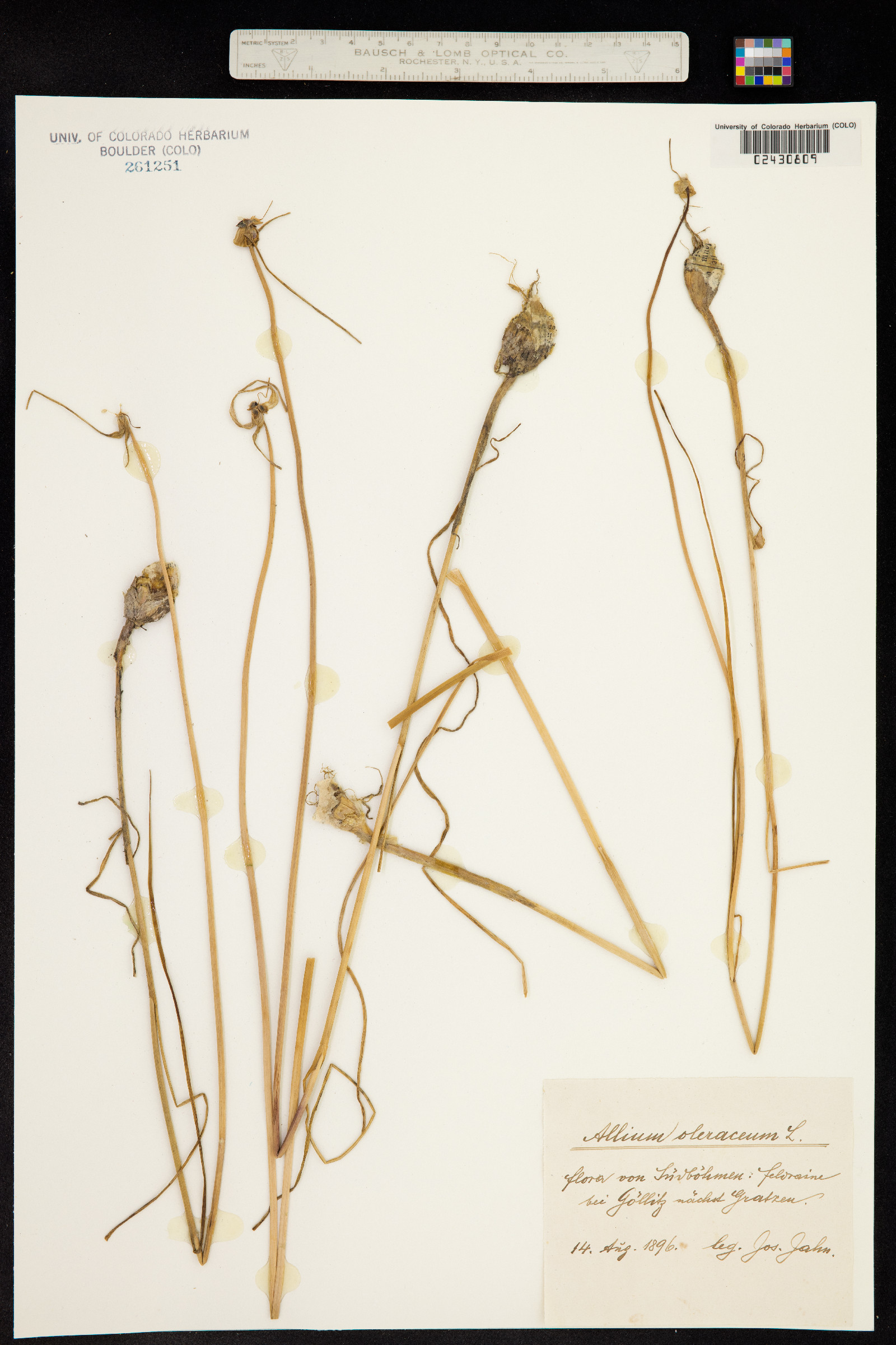 Allium oleraceum image