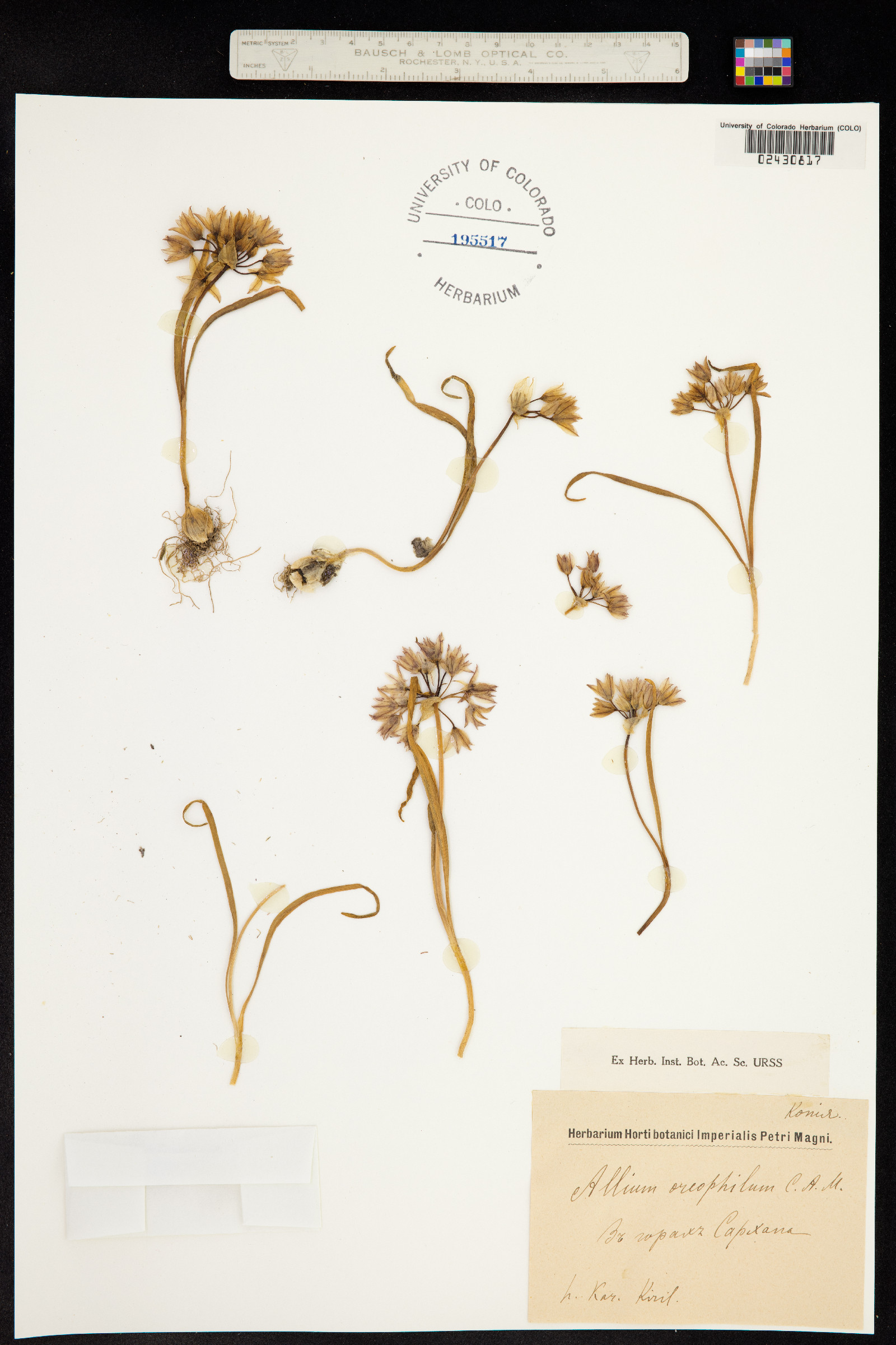 Allium oreophilum image