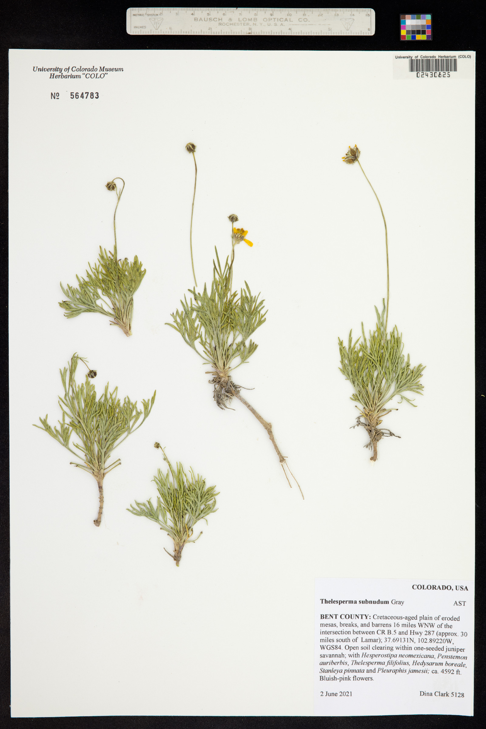 Thelesperma subnudum image