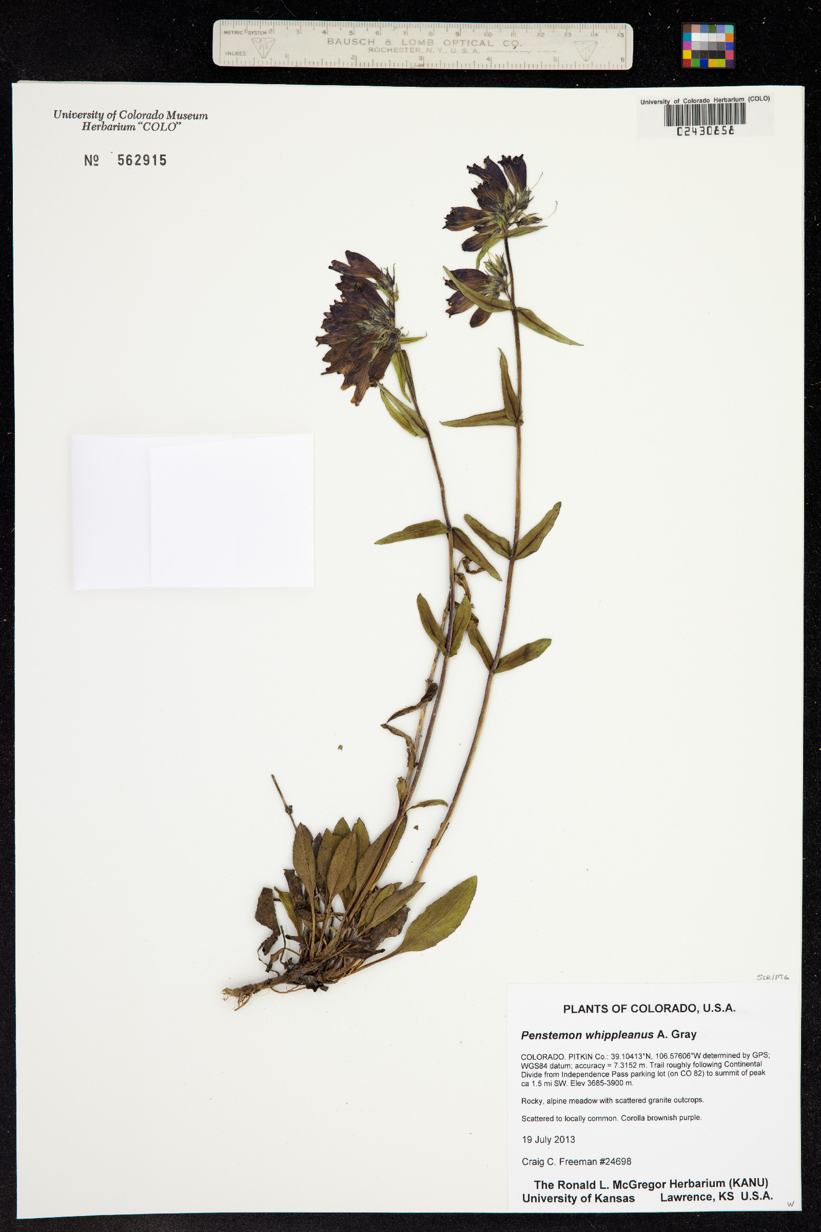 Penstemon whippleanus image