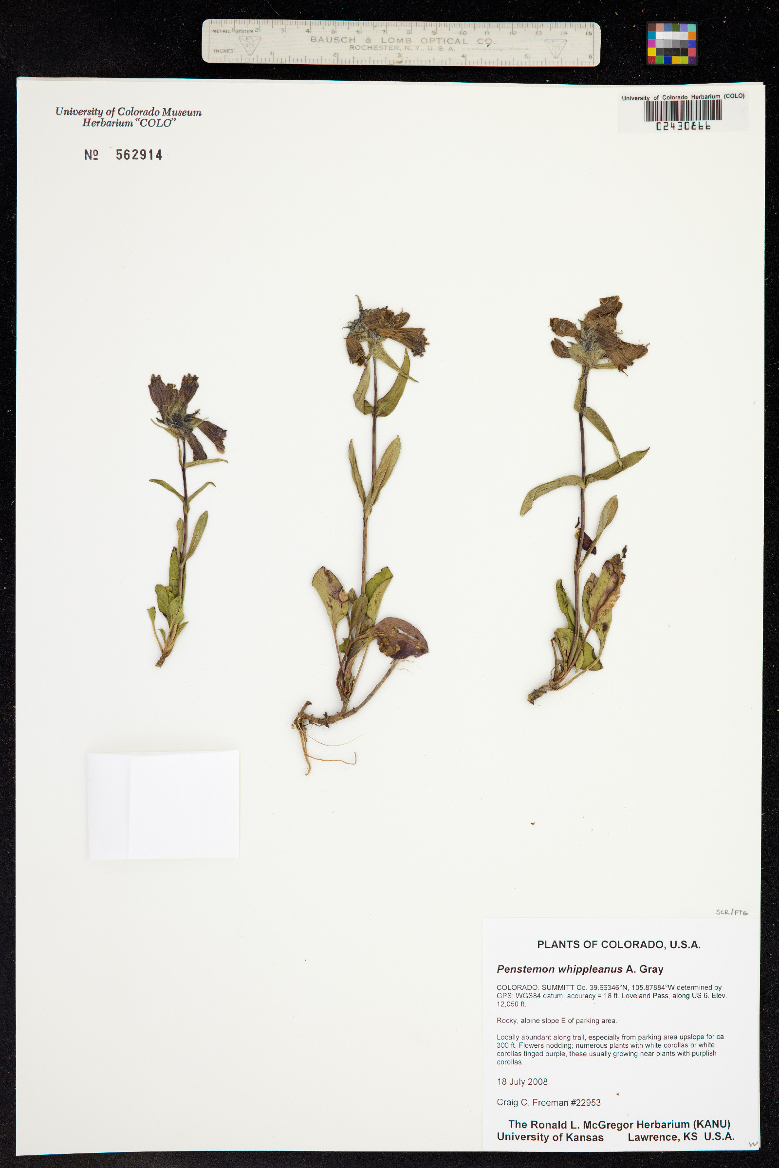 Penstemon whippleanus image