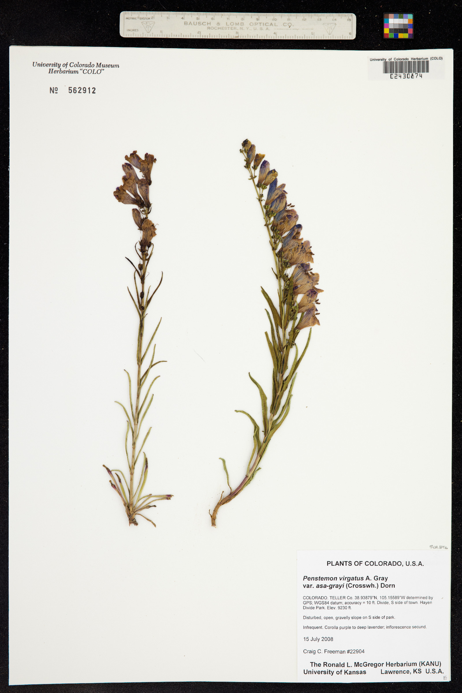 Penstemon virgatus var. asa-grayi image