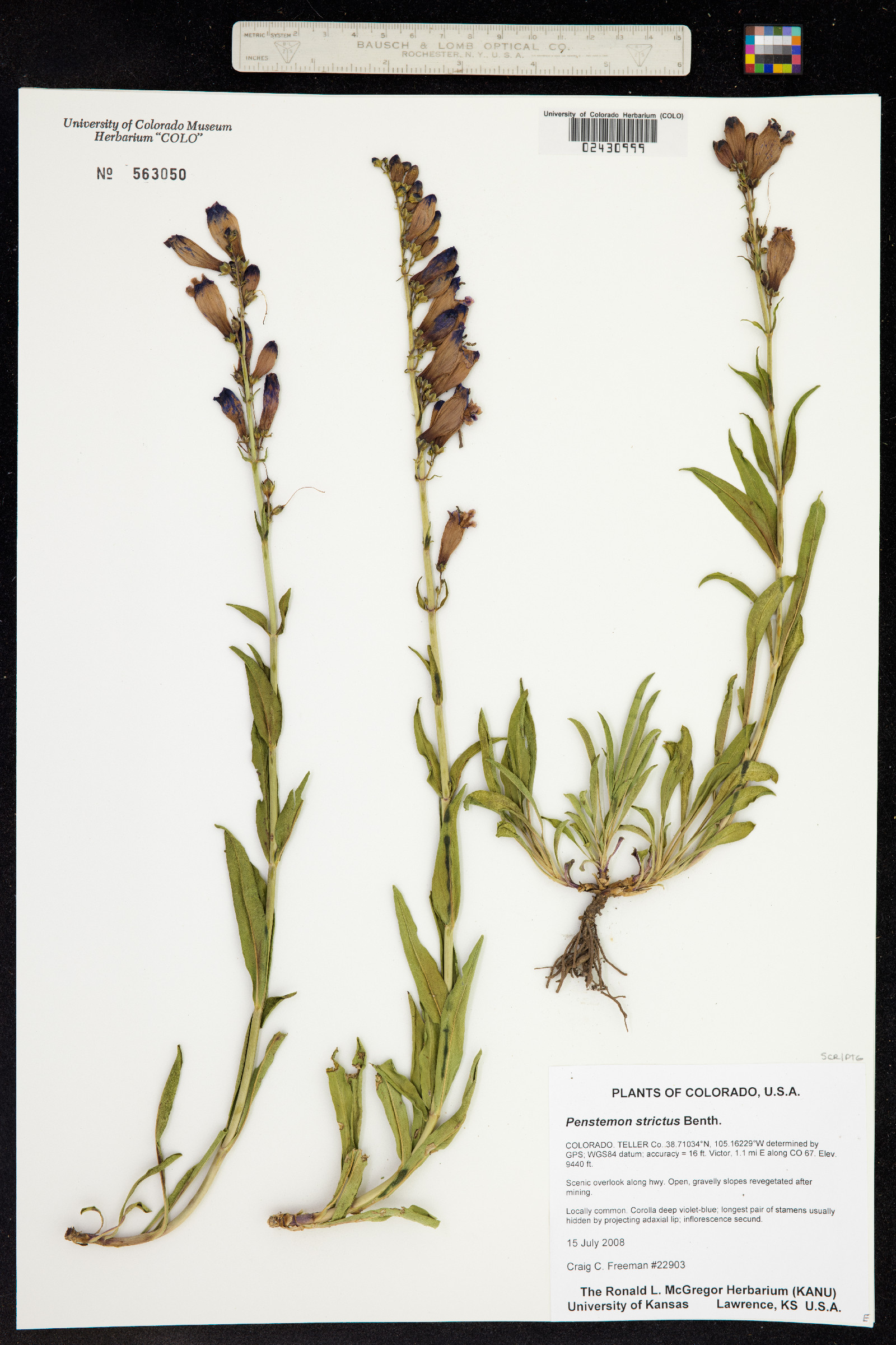 Penstemon strictus image