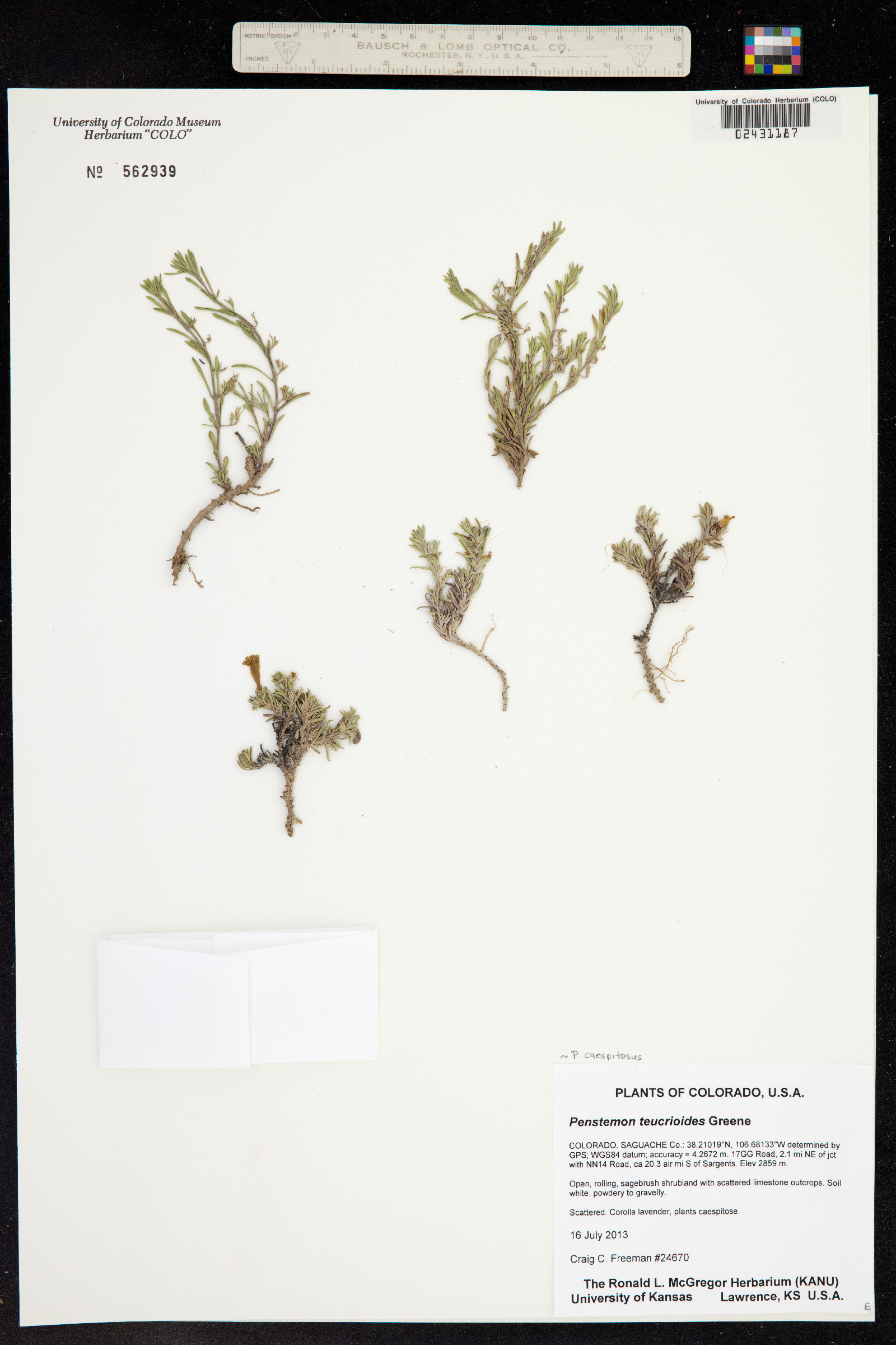 Penstemon caespitosus image