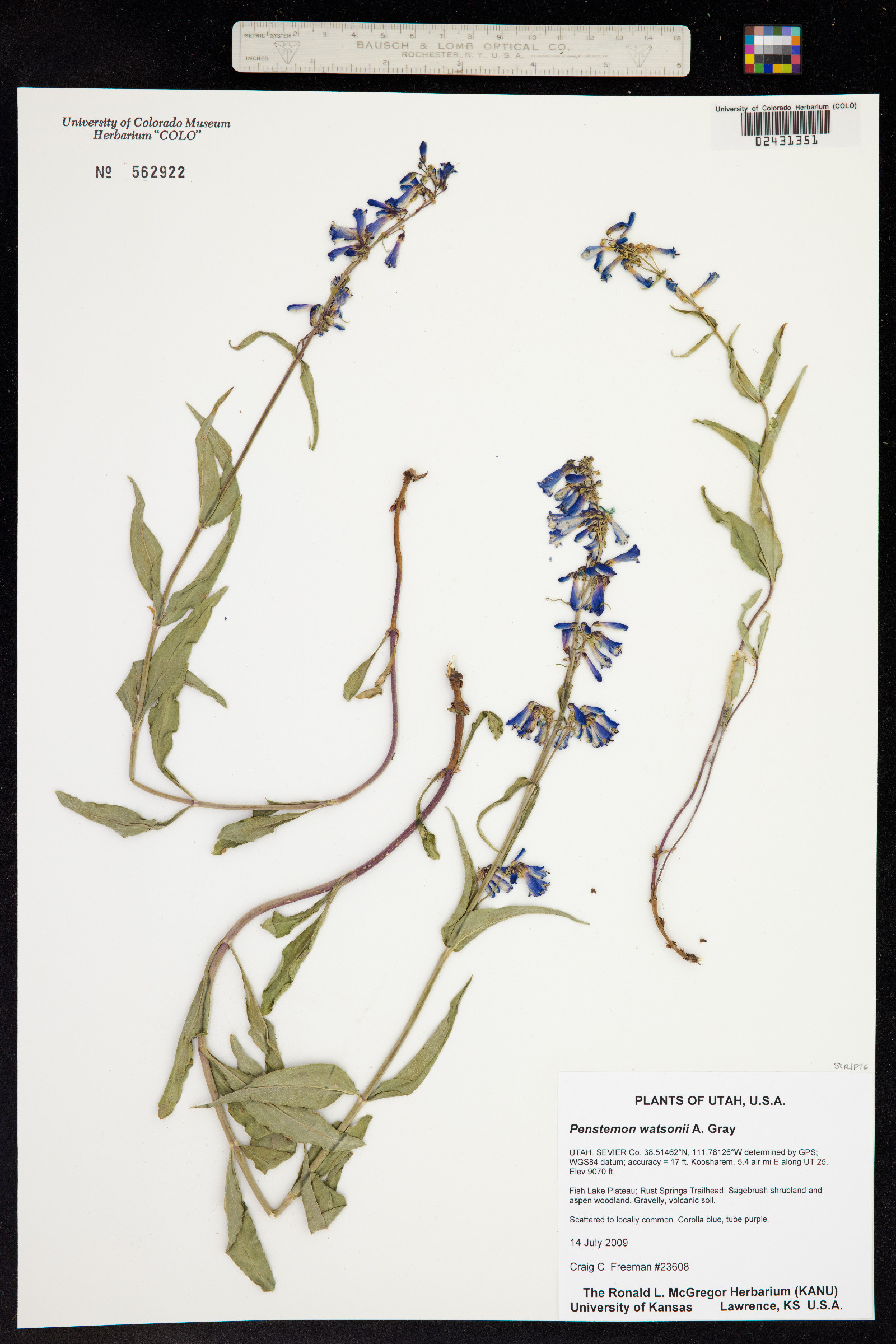 Penstemon watsonii image