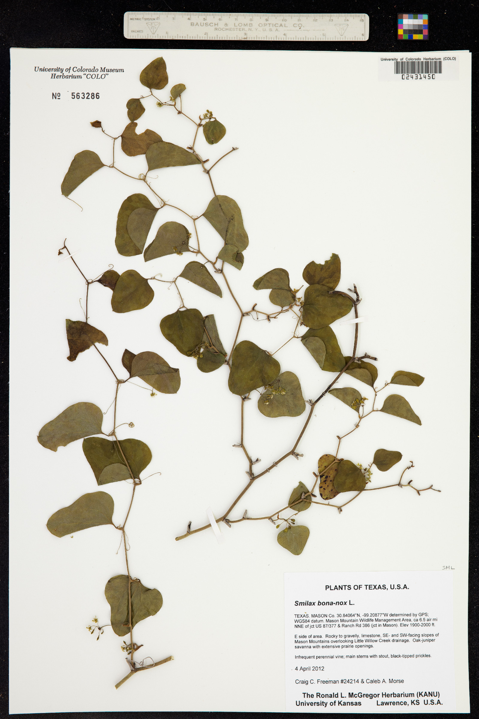 Smilax bona-nox image