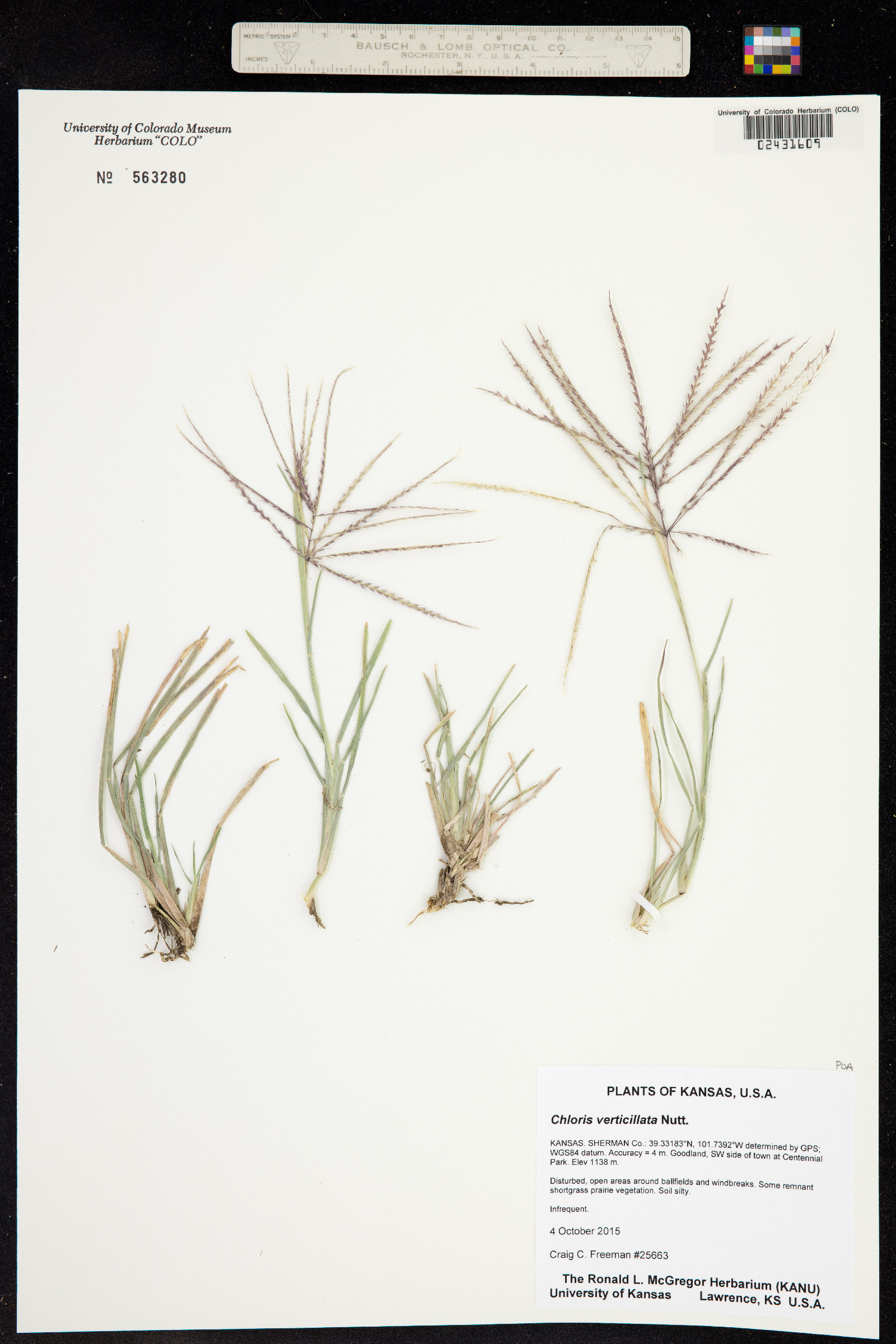 Chloris verticillata image