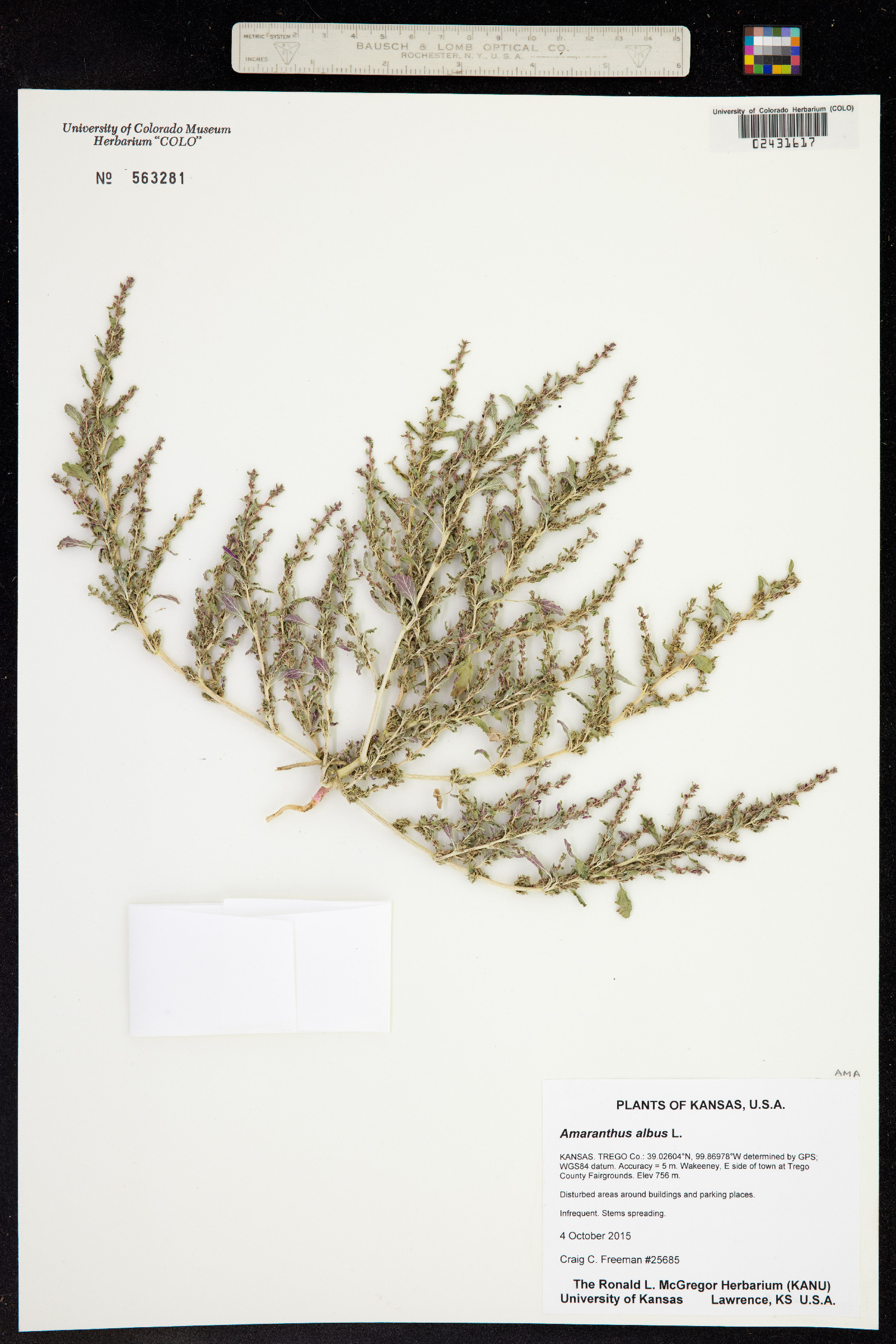 Amaranthus albus image