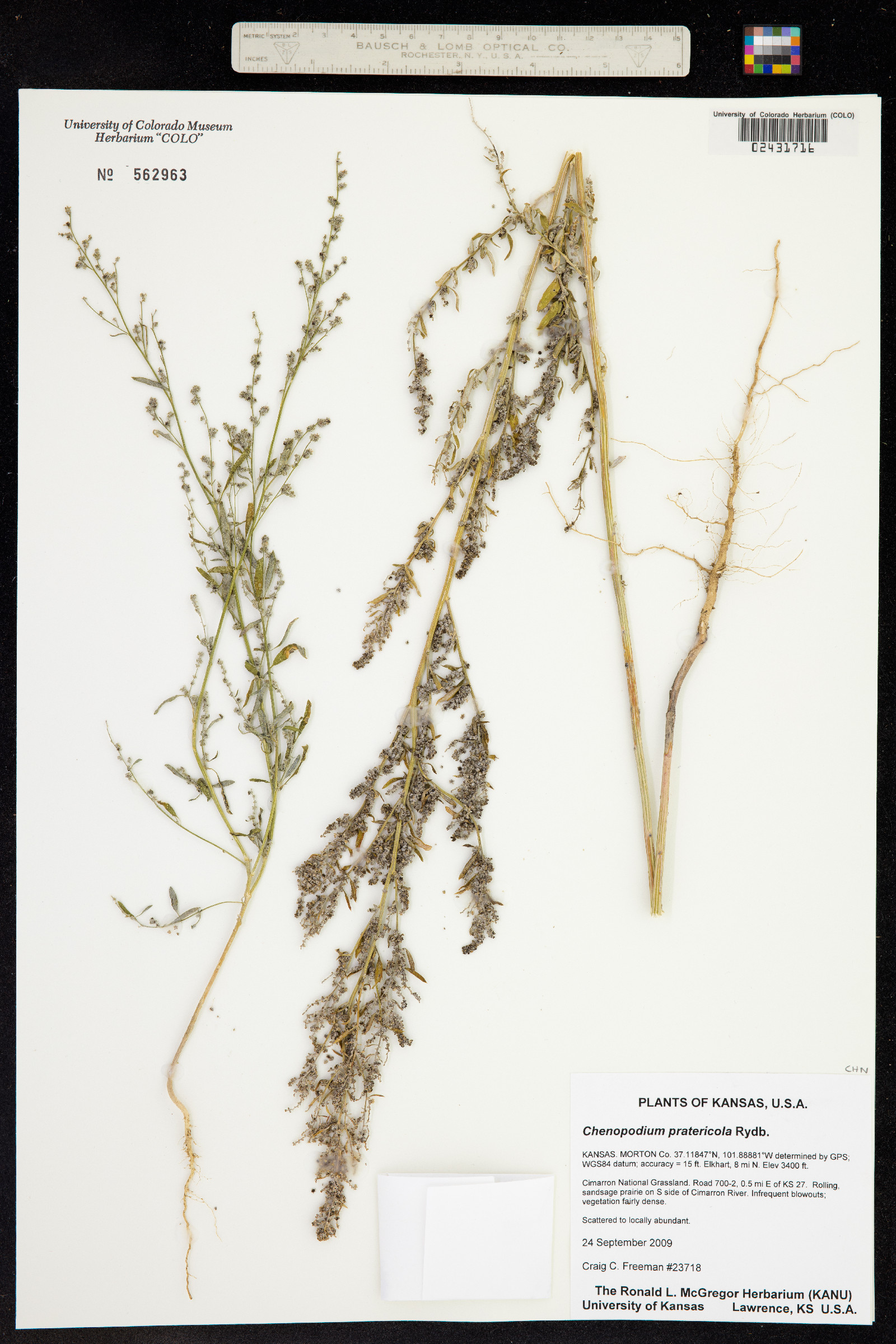 Chenopodium pratericola image