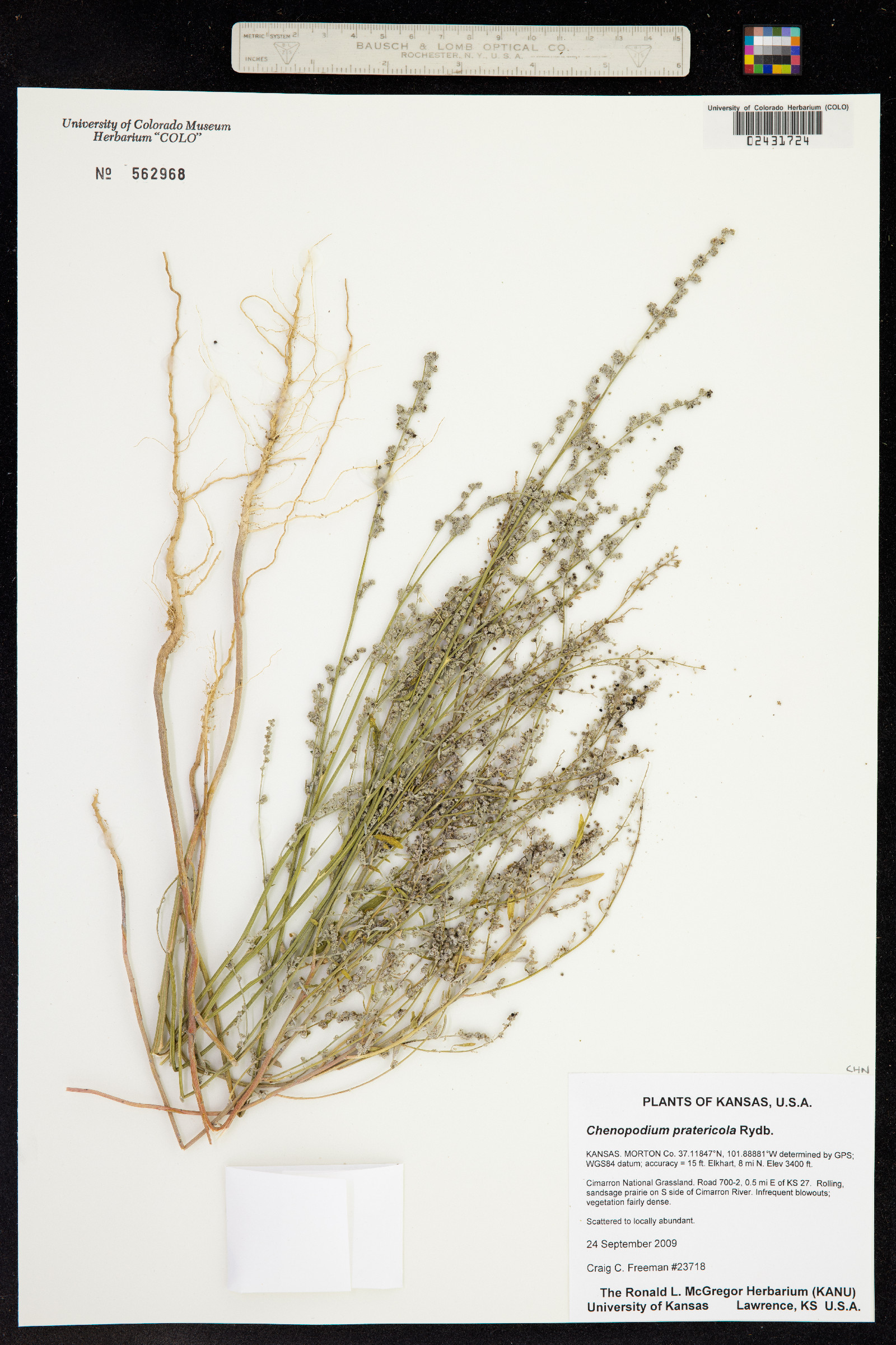 Chenopodium pratericola image