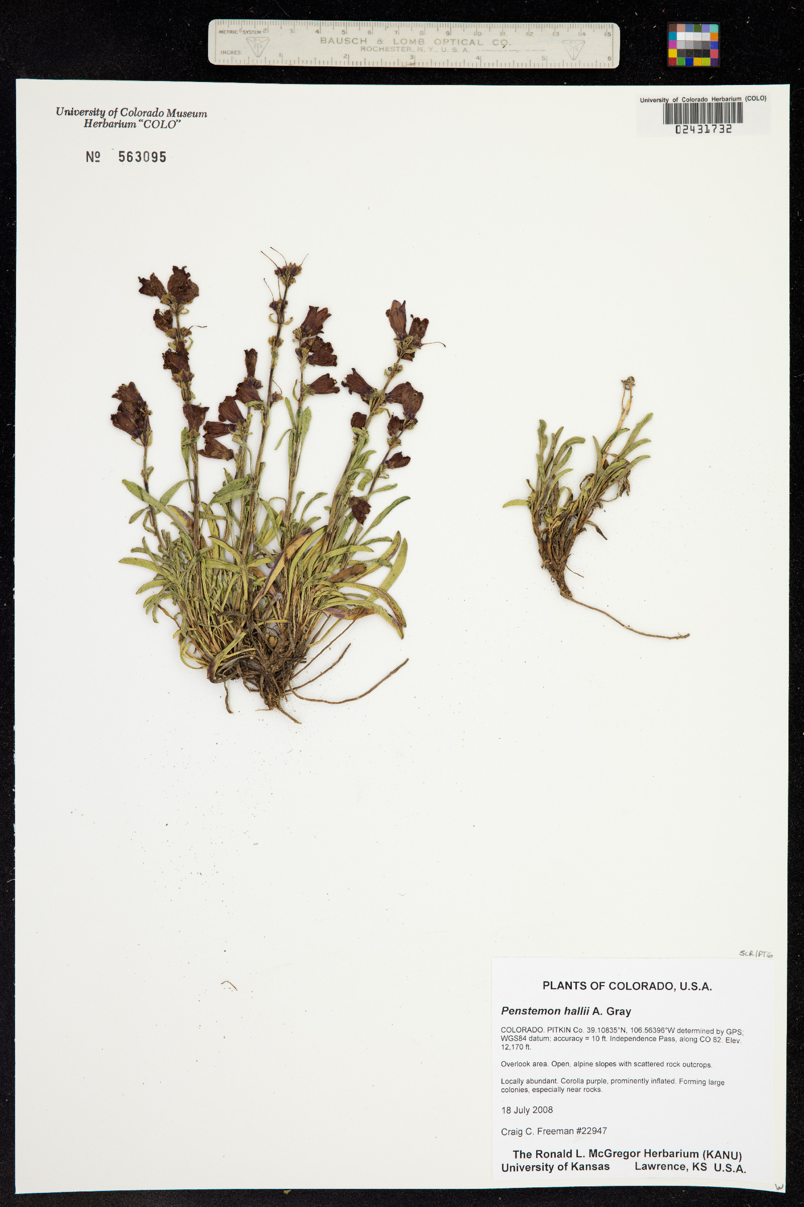 Penstemon hallii image