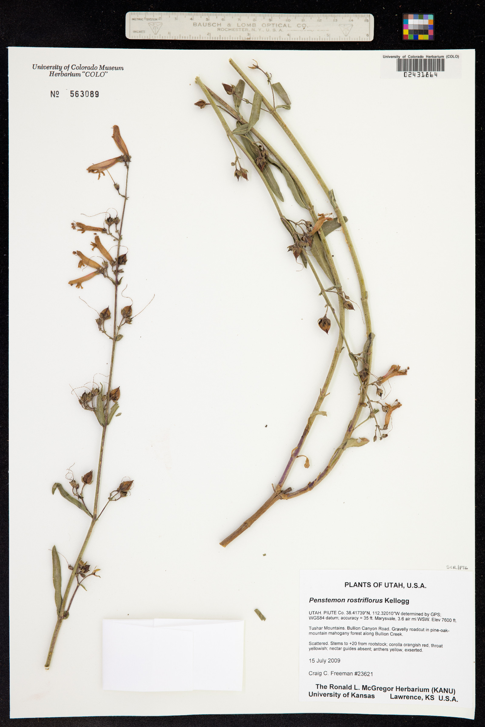 Penstemon rostriflorus image