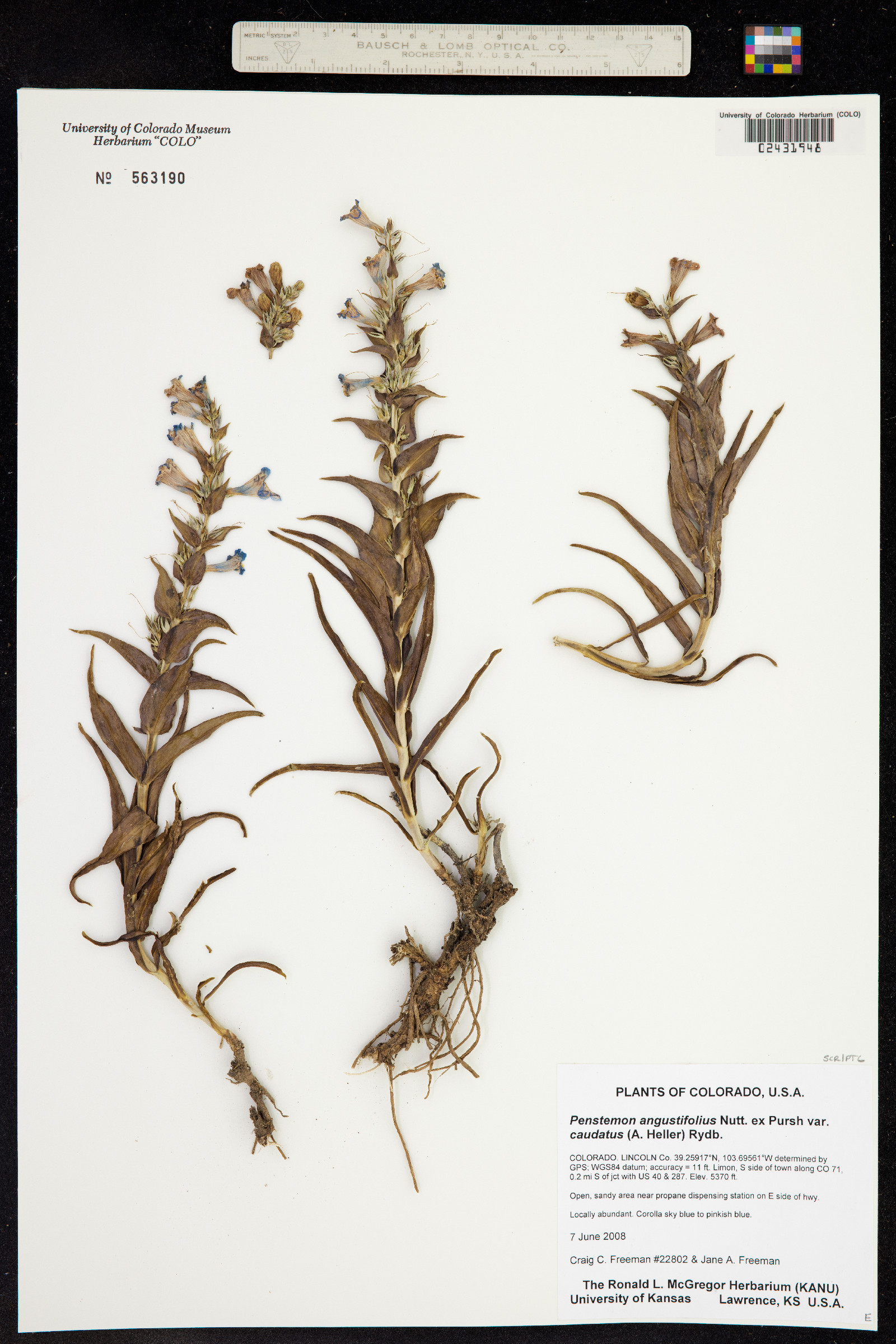 Penstemon angustifolius var. caudatus image