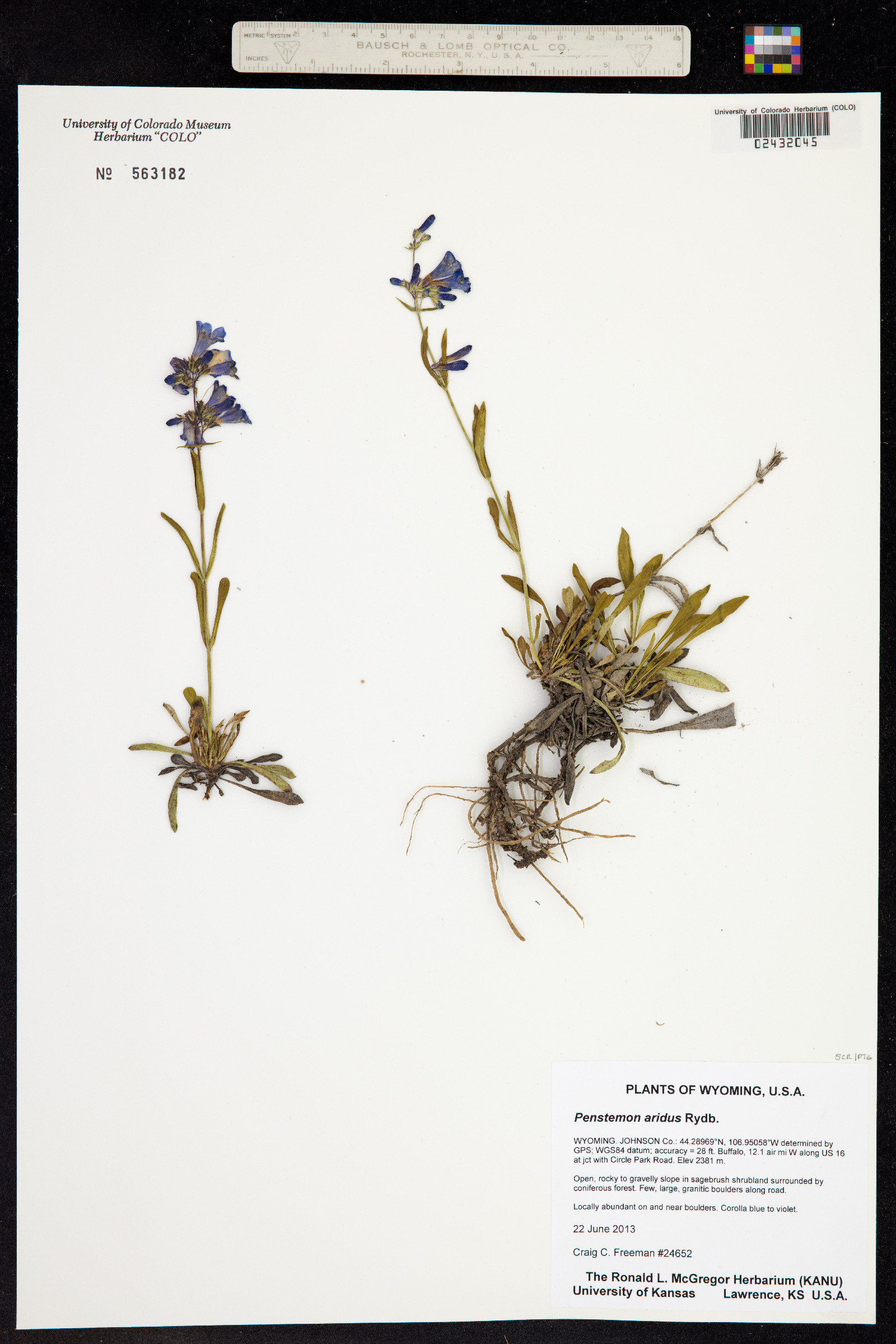 Penstemon aridus image