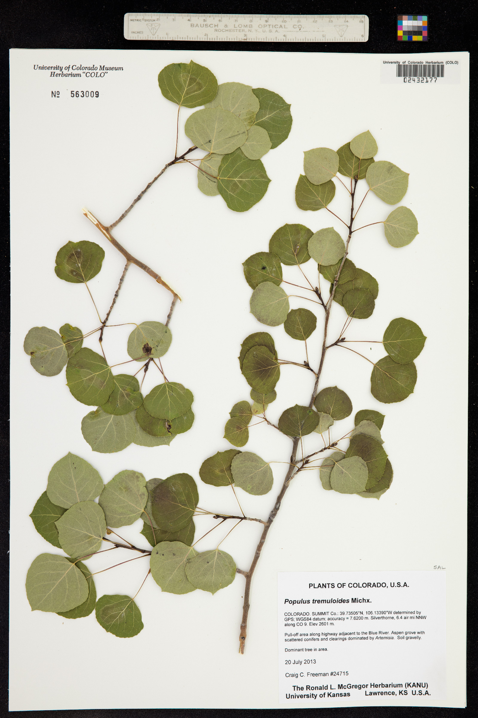 Populus tremuloides image