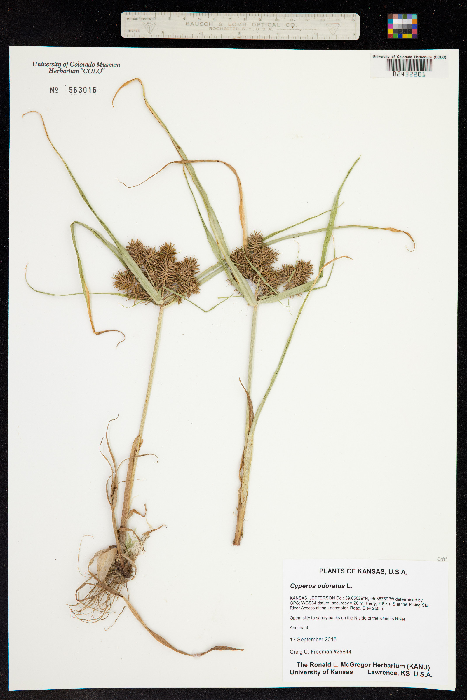 Cyperus odoratus image