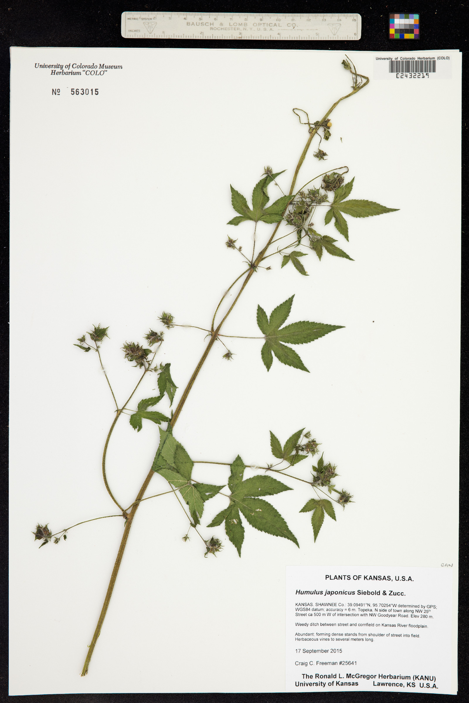 Humulus japonicus image