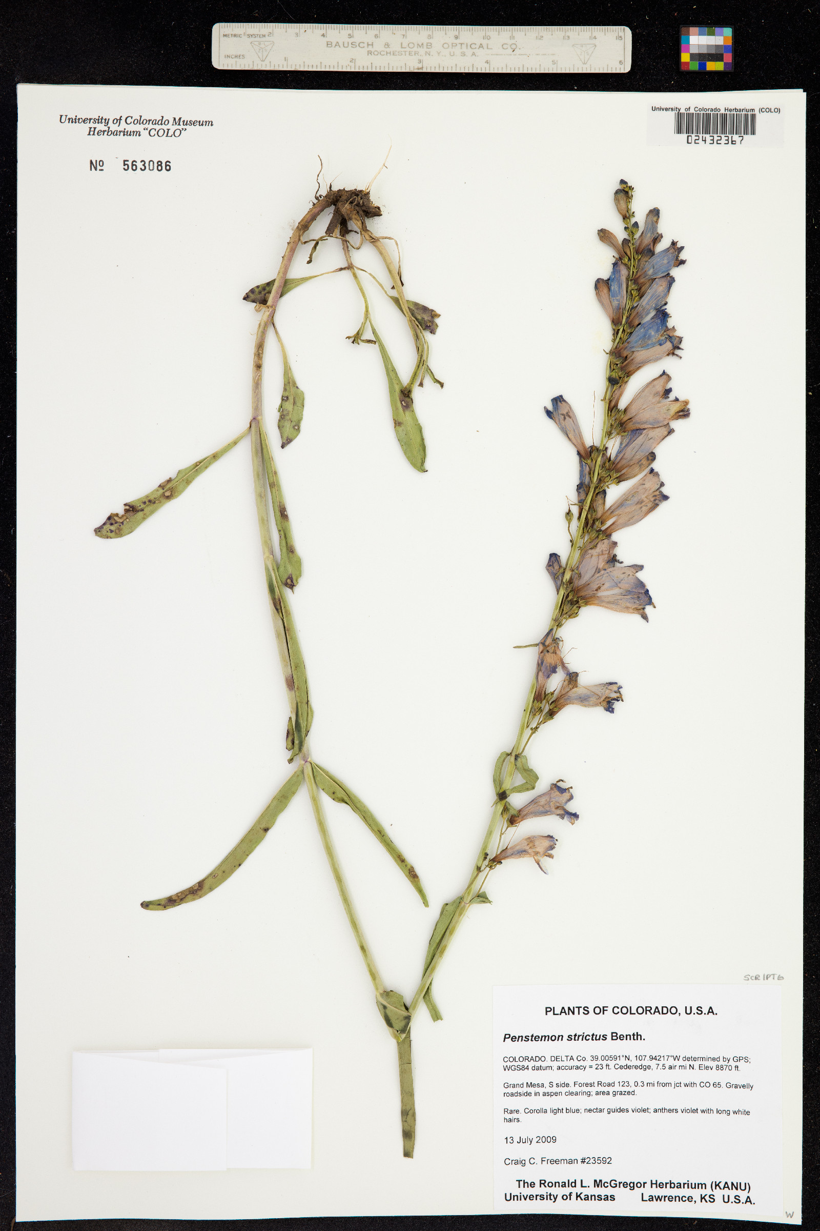 Penstemon strictus image