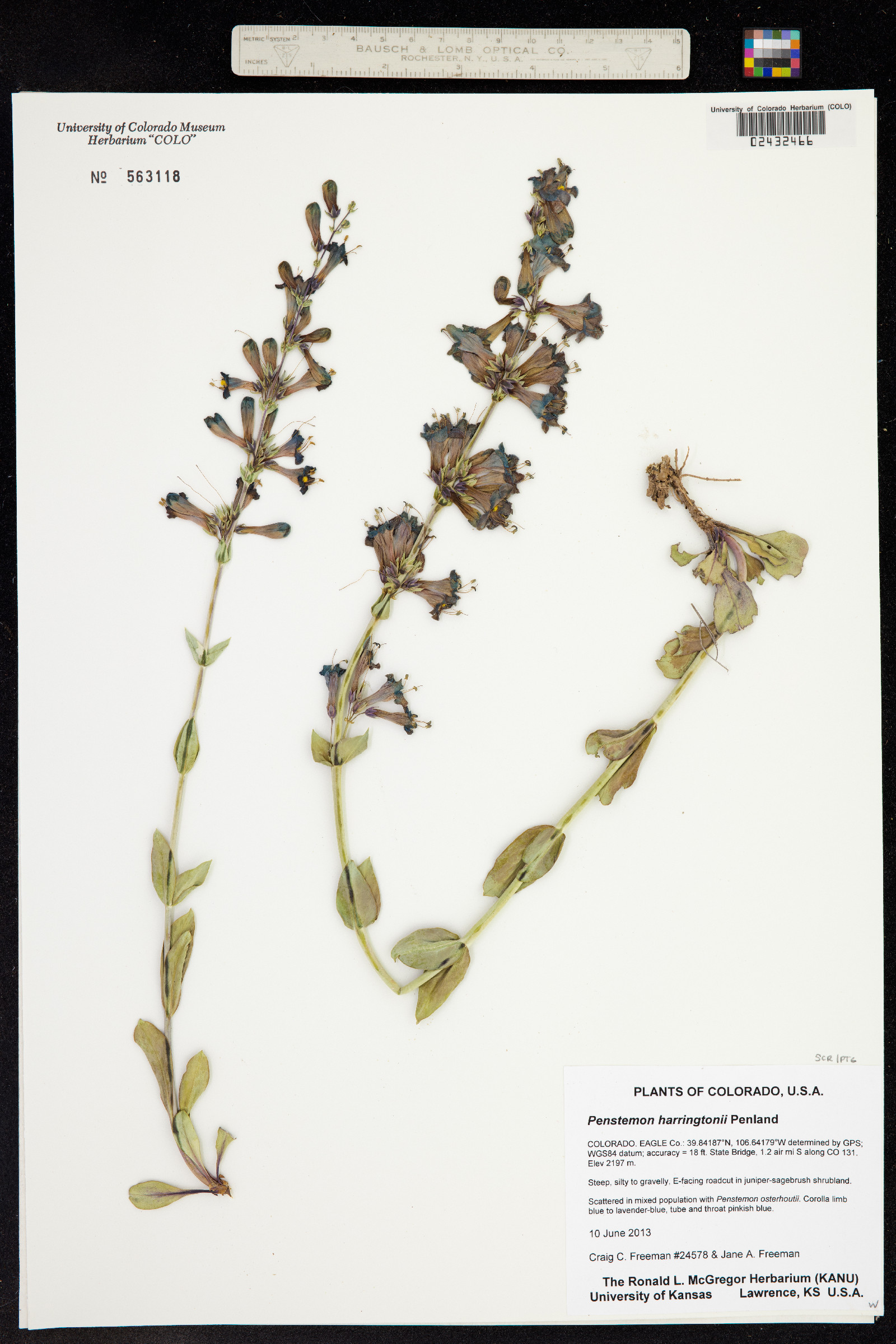 Penstemon image
