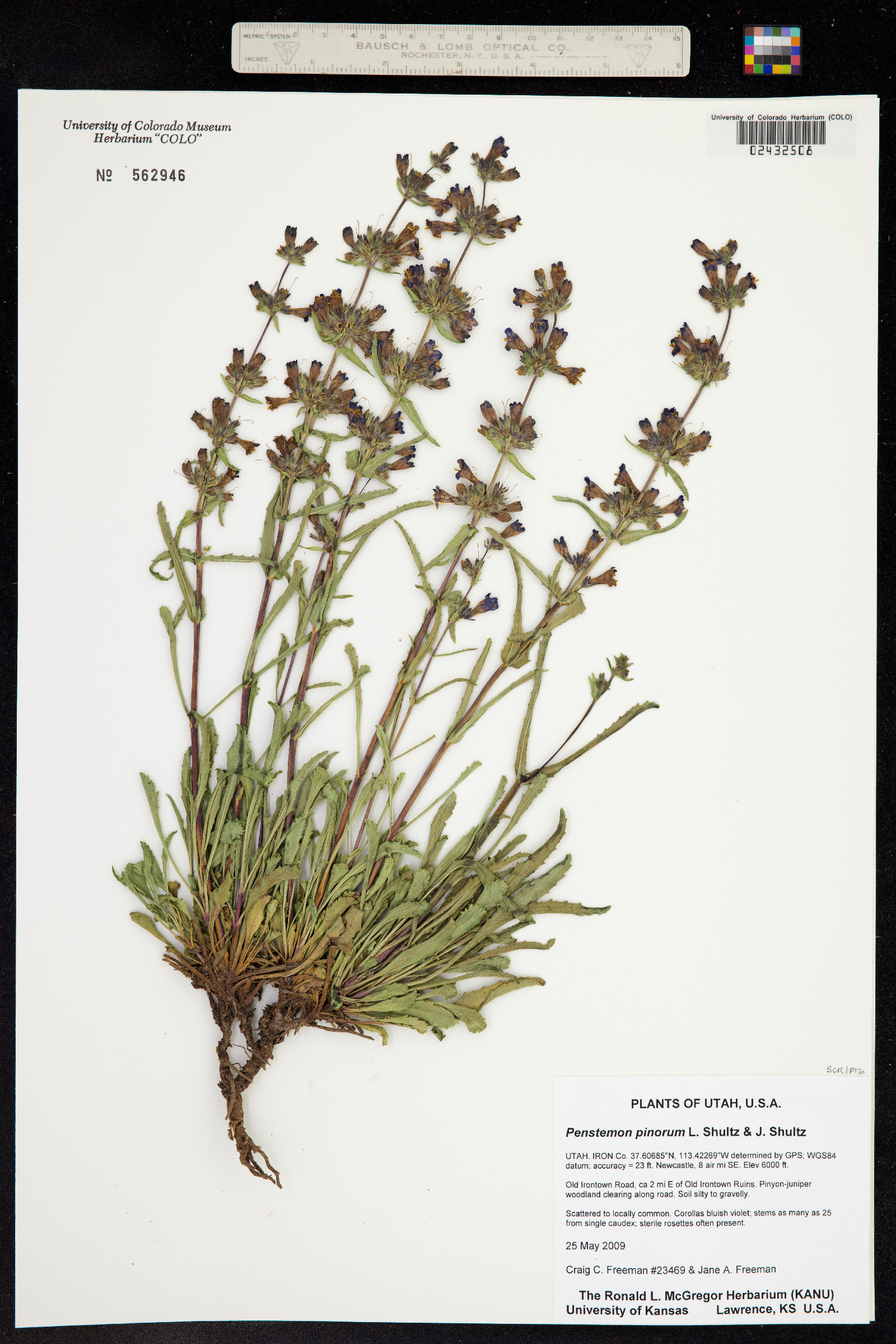 Penstemon pinorum image