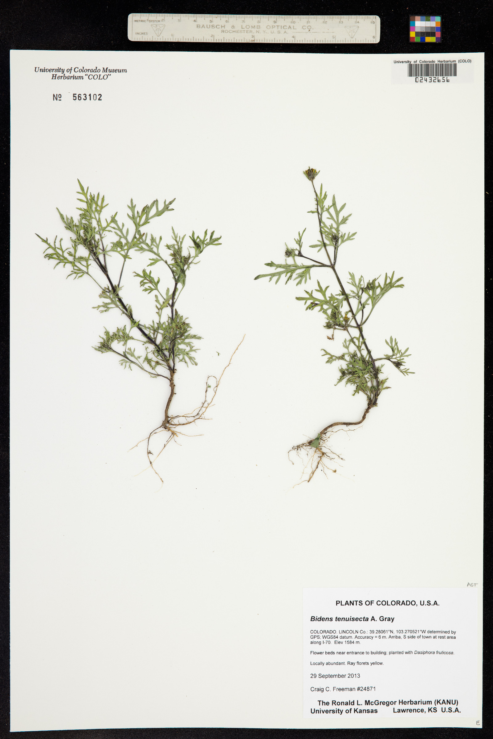 Bidens tenuisecta image