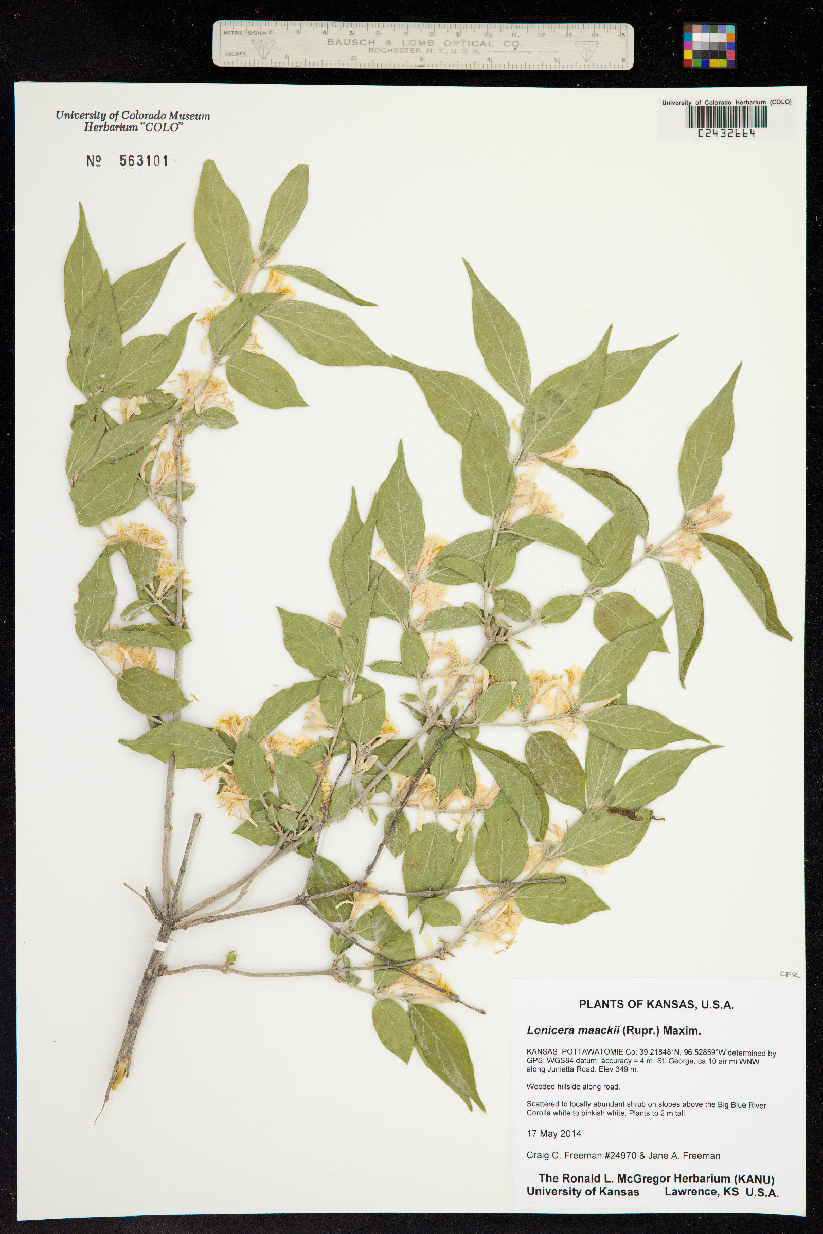 Lonicera maackii image