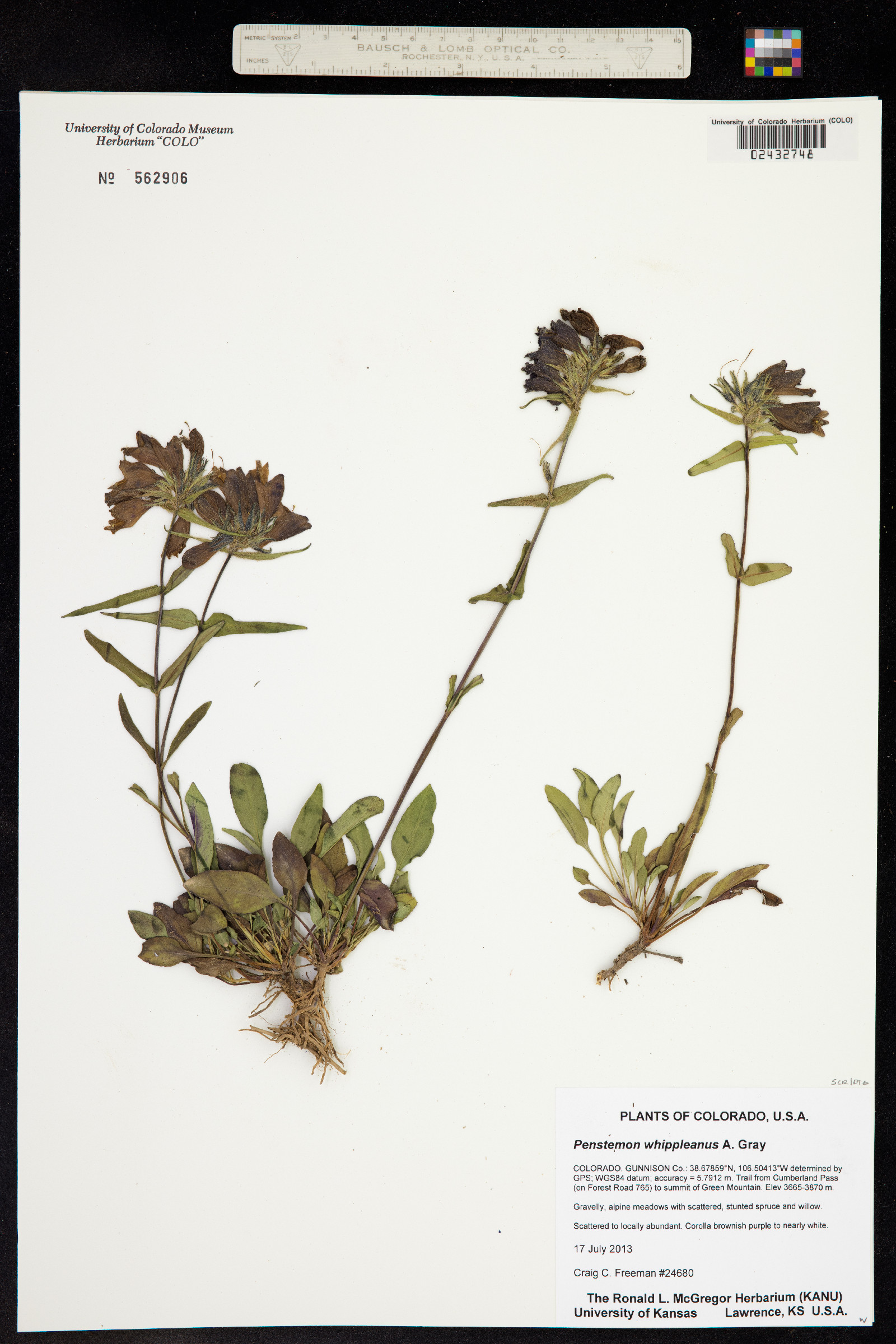 Penstemon virens image