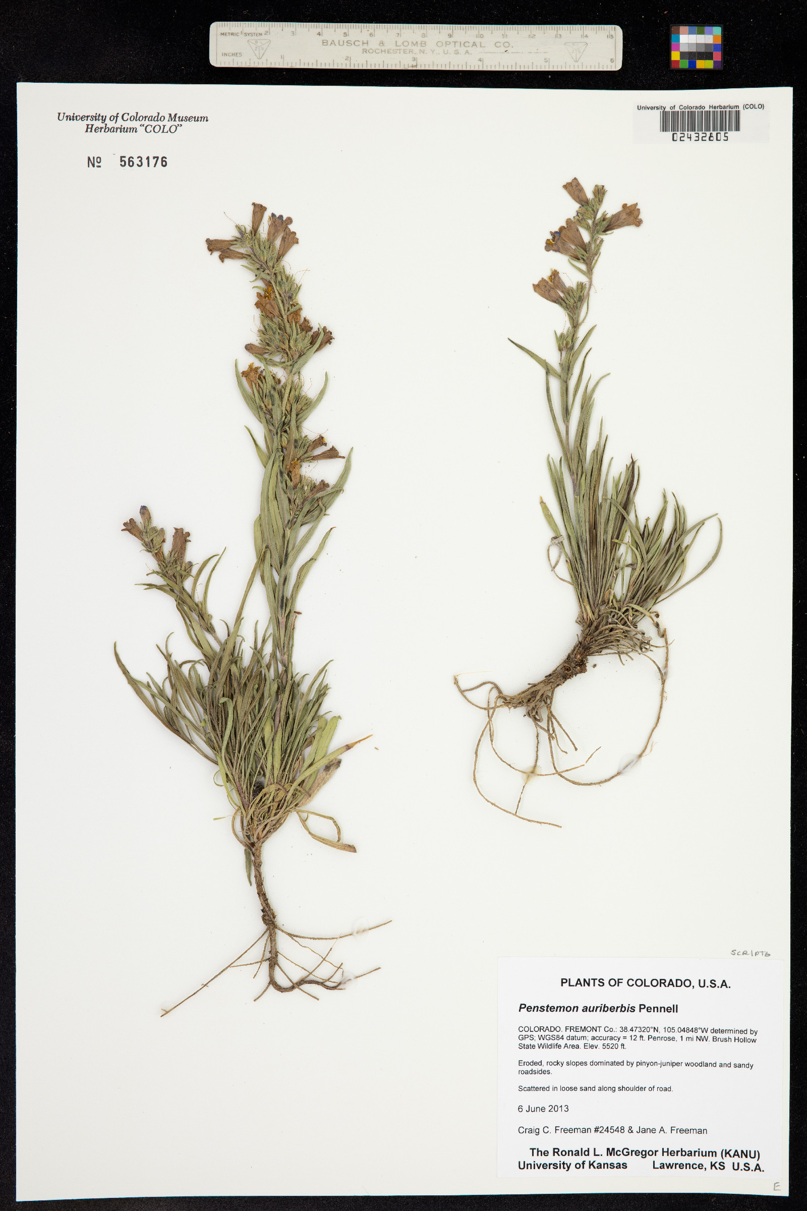 Penstemon auriberbis image