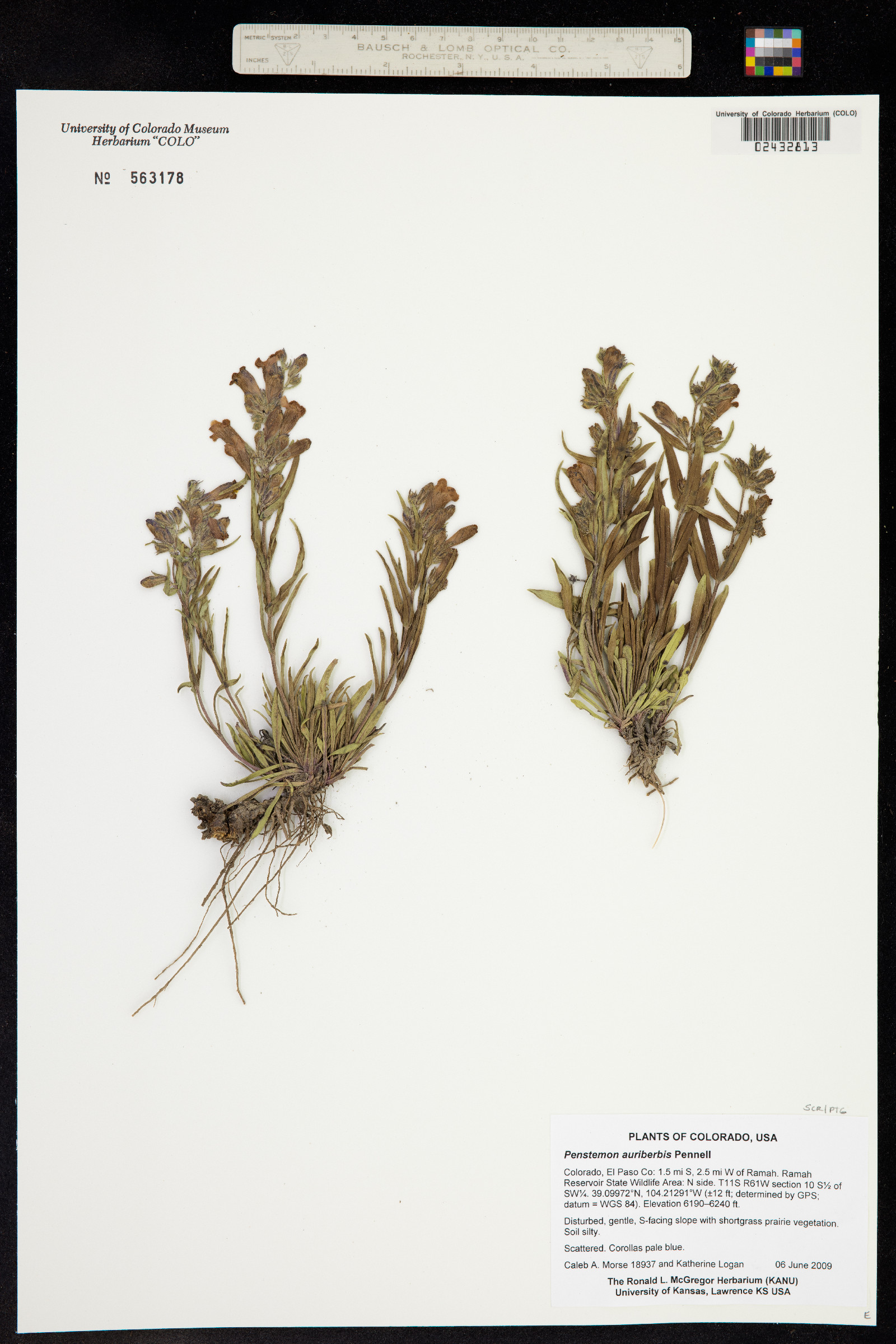 Penstemon auriberbis image