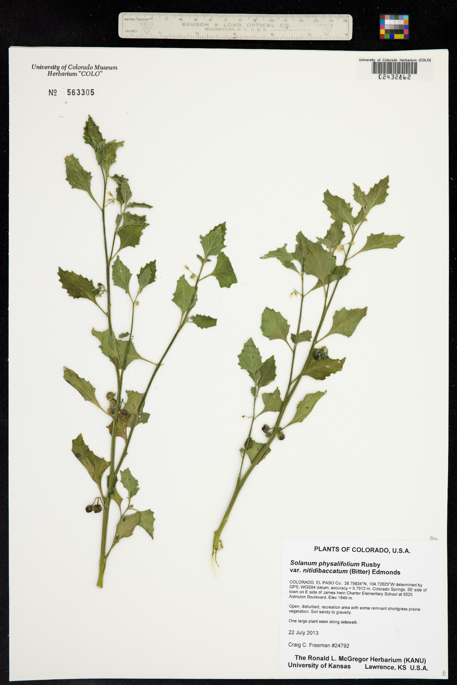 Solanum image