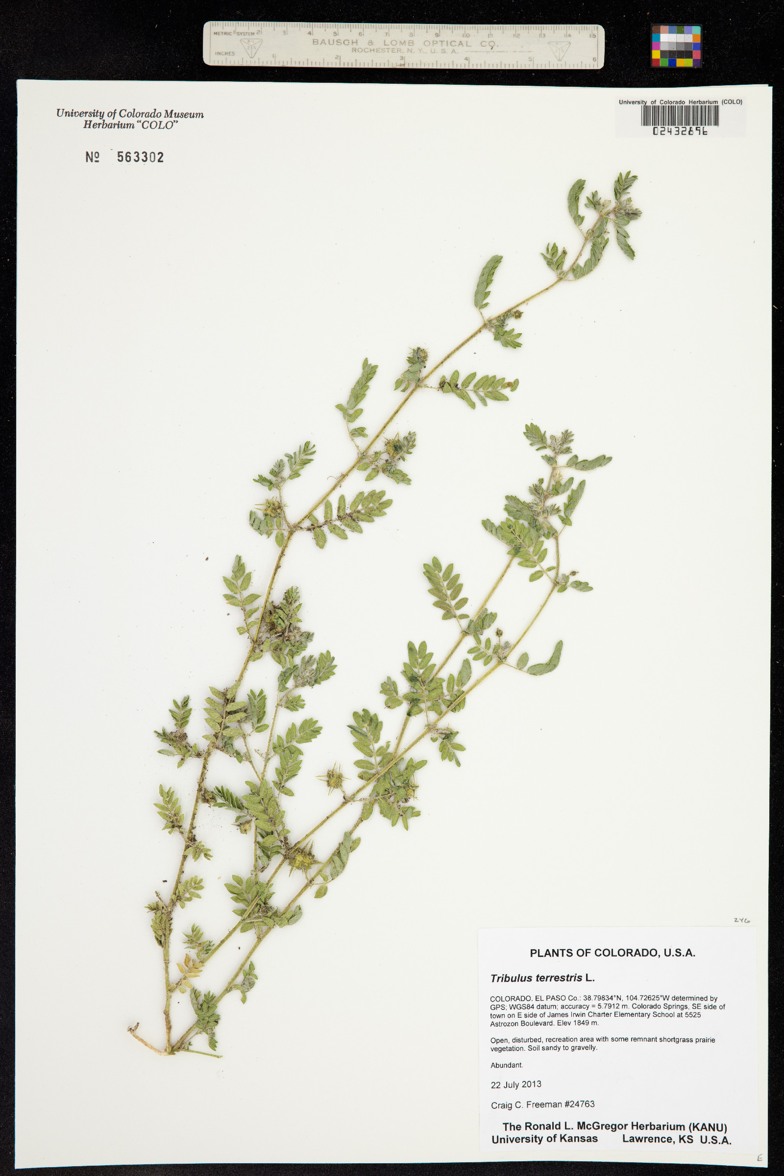 Tribulus terrestris image