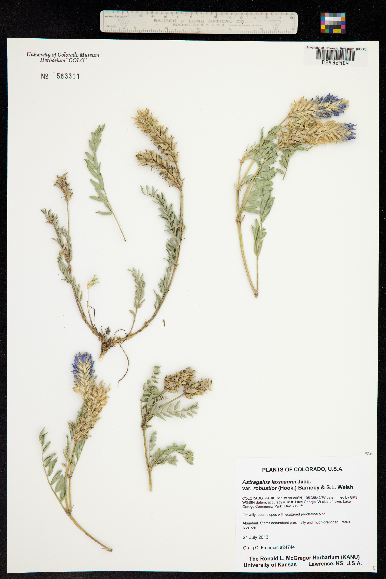 Astragalus laxmannii var. robustior image