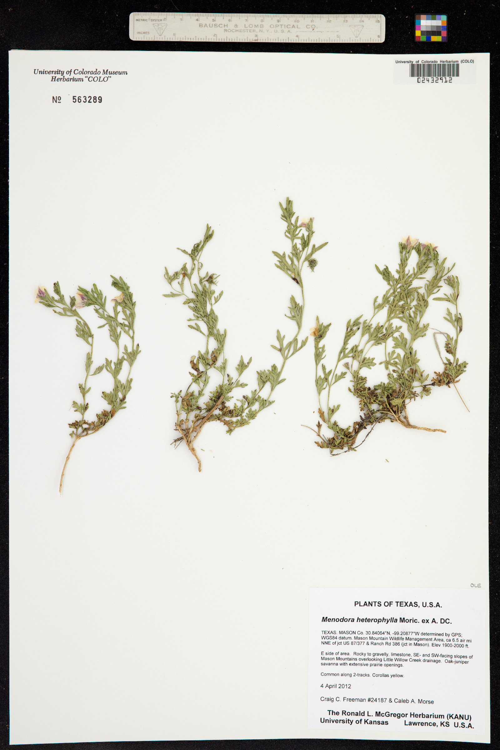 Menodora heterophylla image