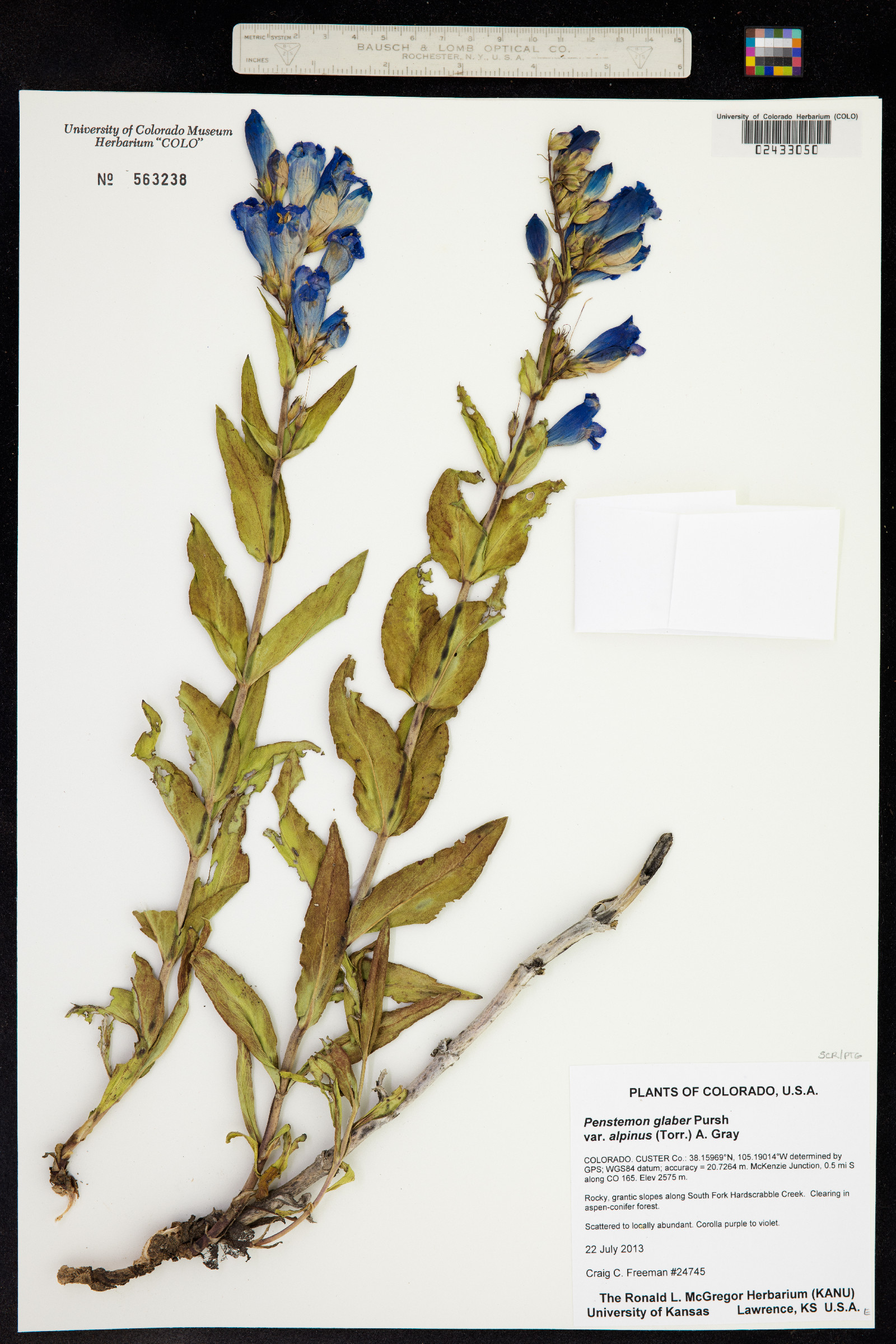 Penstemon glaber var. alpinus image