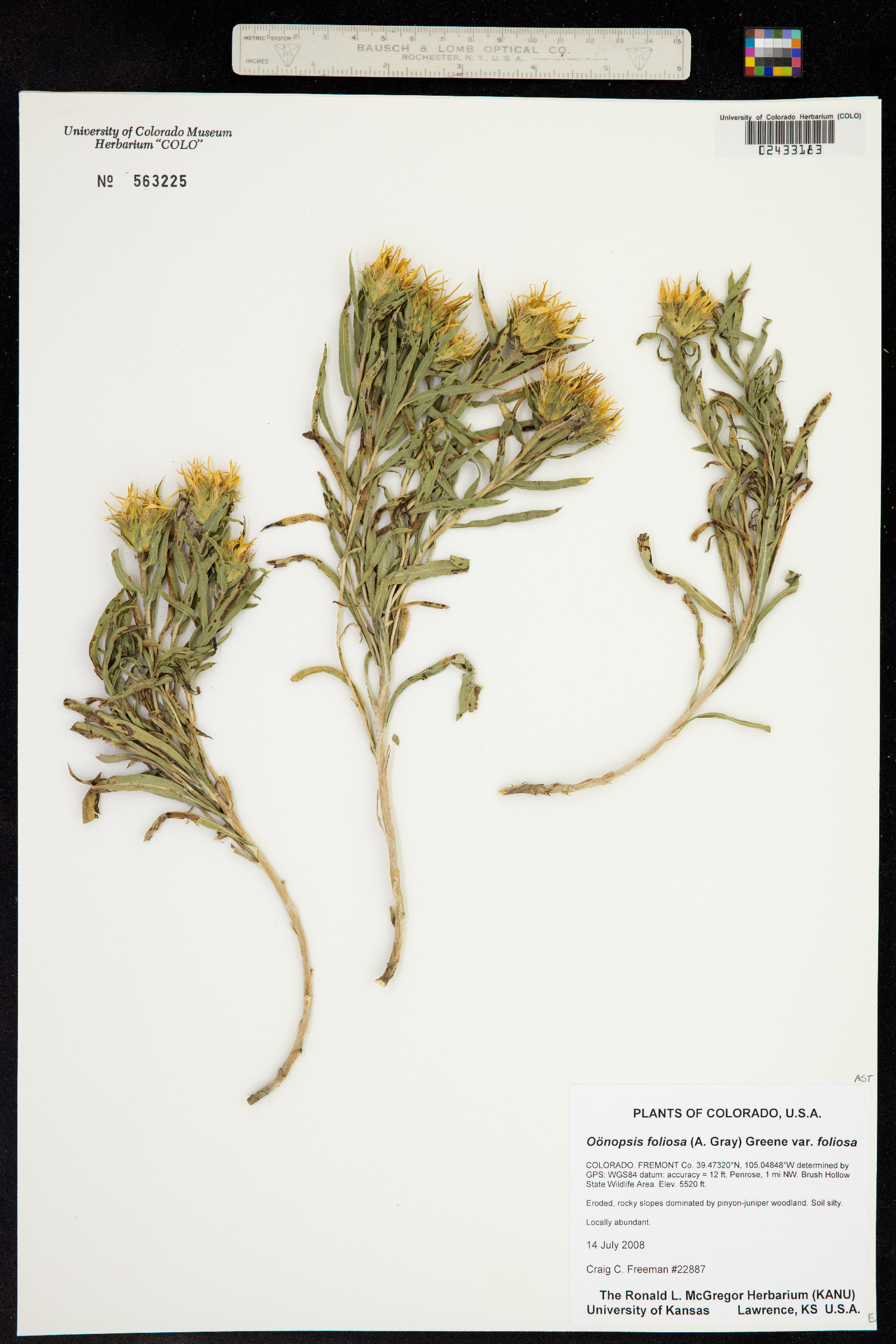 Oönopsis foliosa image